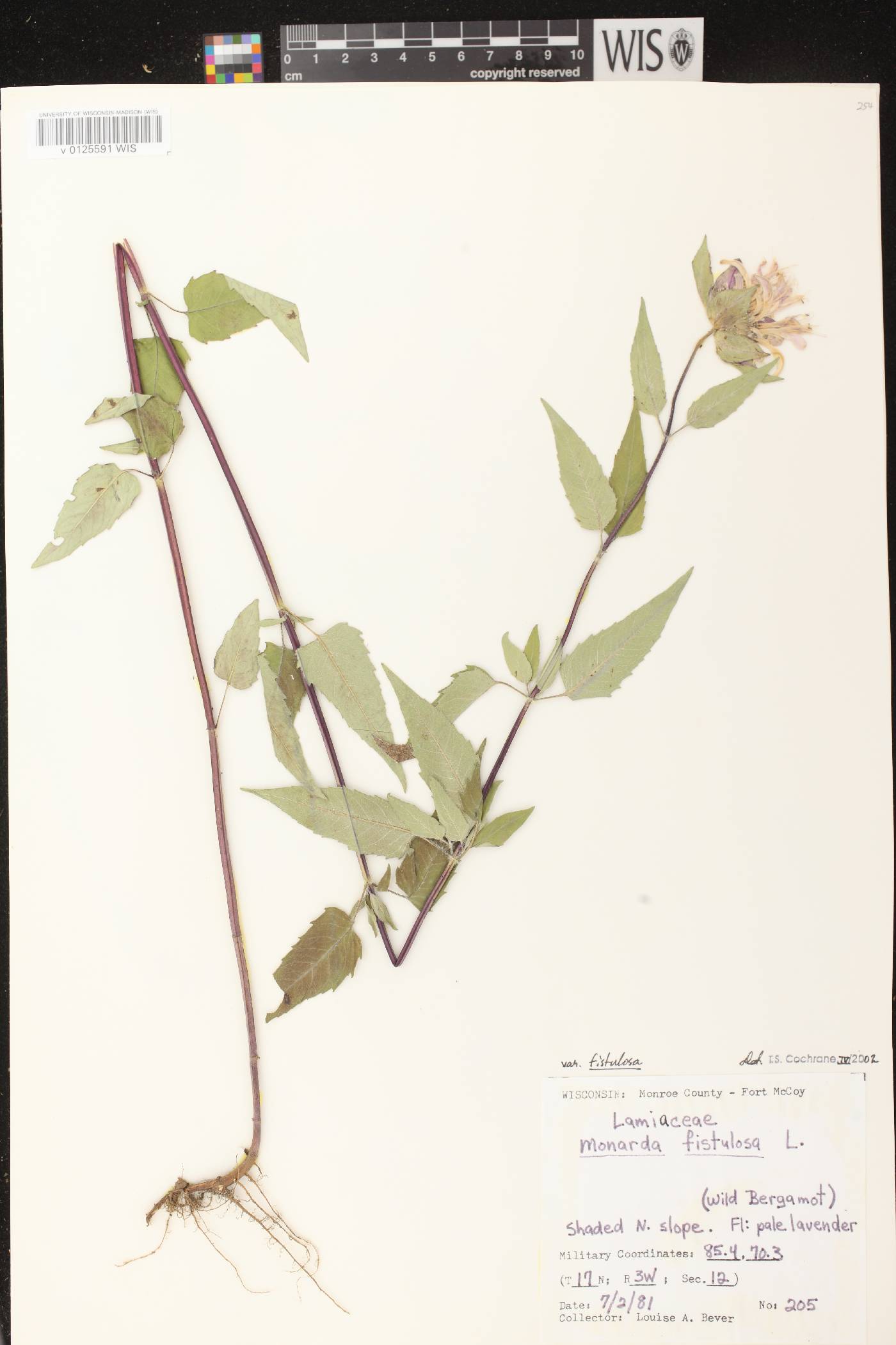 Monarda fistulosa subsp. fistulosa image