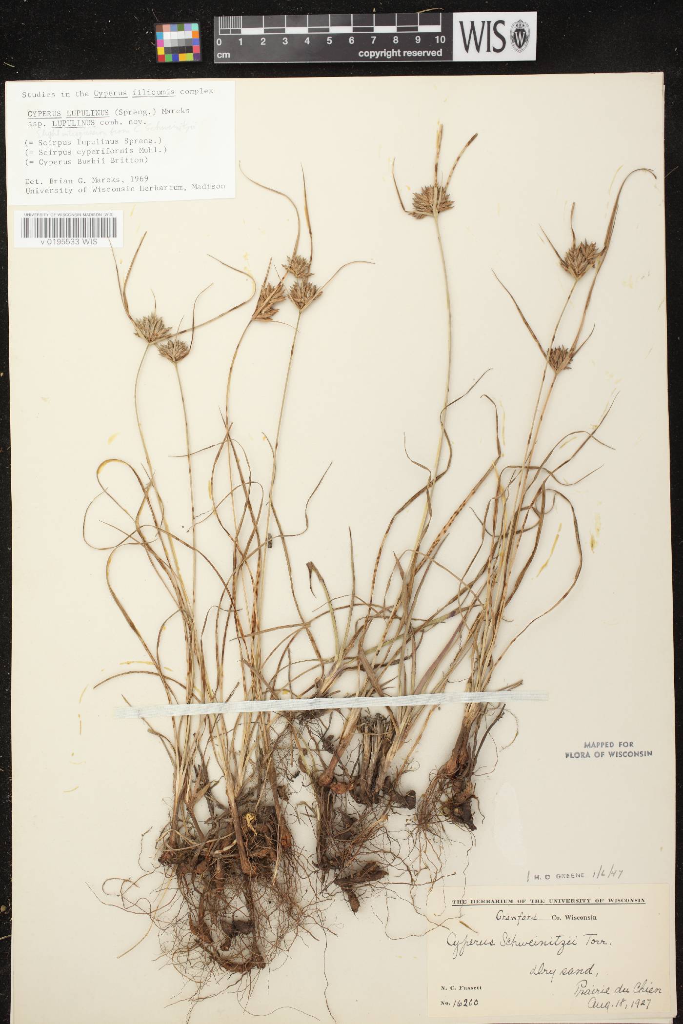 Cyperus lupulinus subsp. lupulinus image