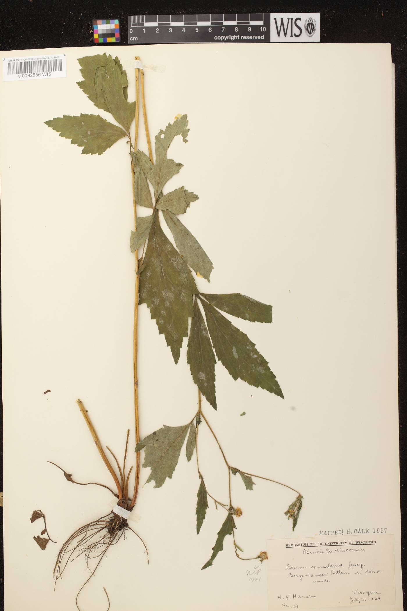 Geum canadense image