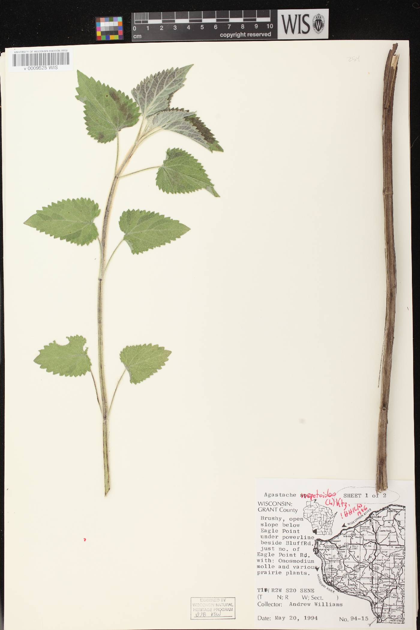 Agastache nepetoides image