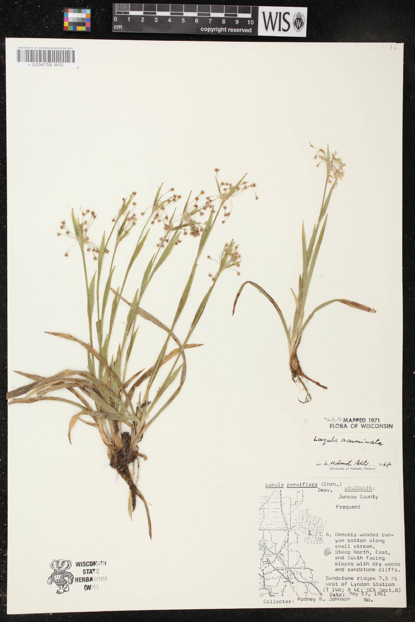 Luzula acuminata image