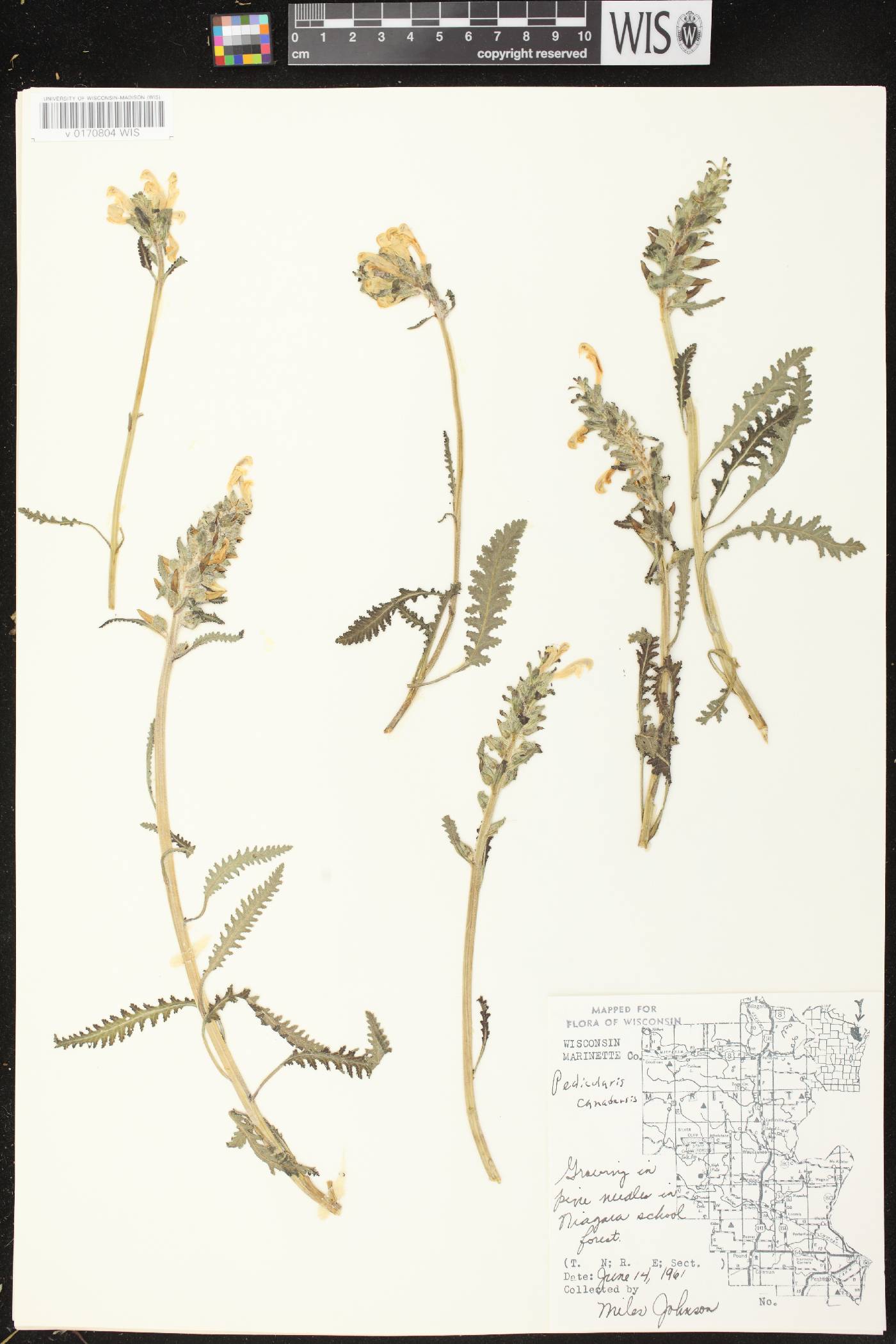 Pedicularis canadensis subsp. canadensis image