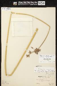 Image of Schoenoplectus acutus x s. heterochaetus