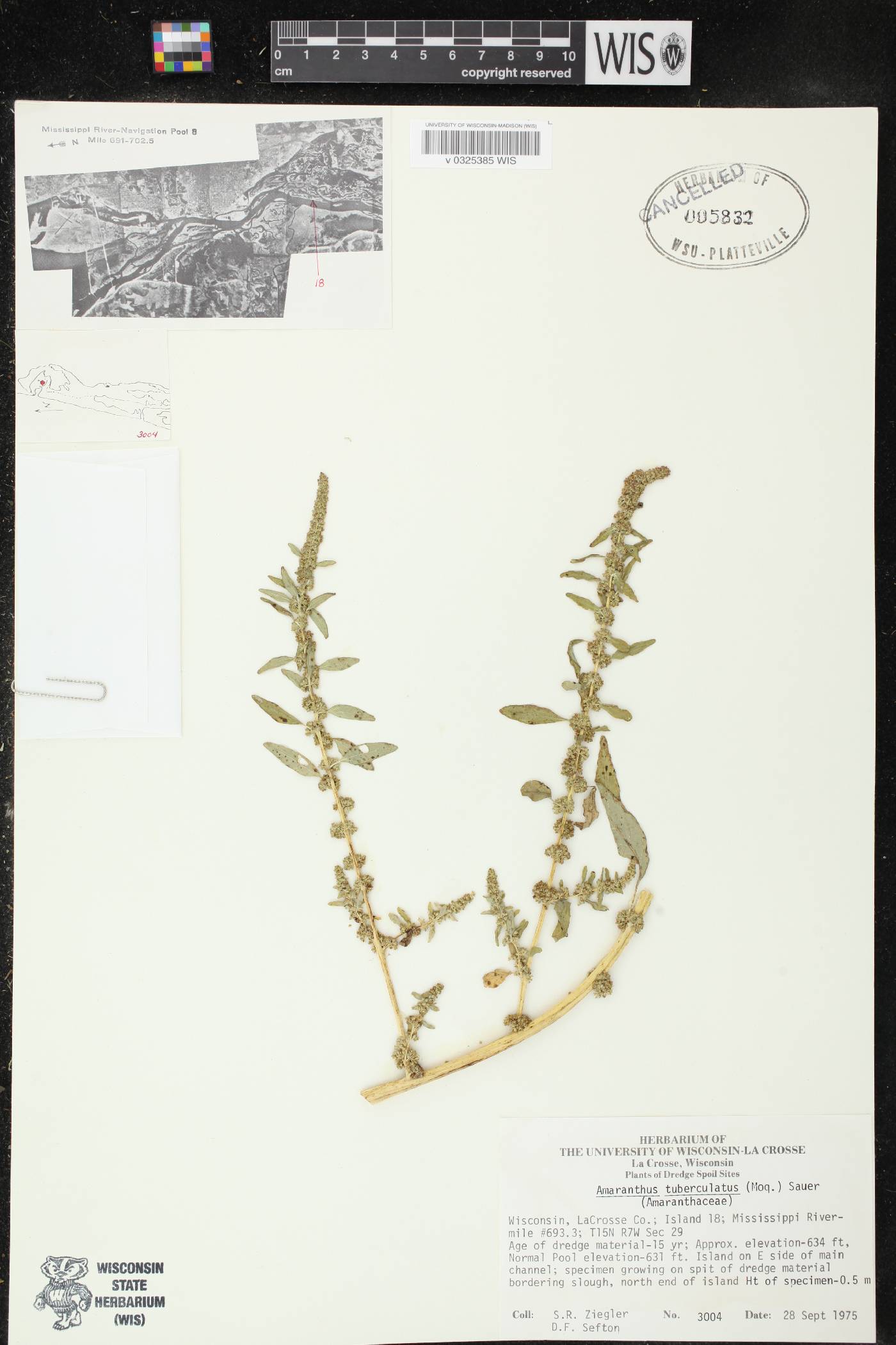 Amaranthus tuberculatus image
