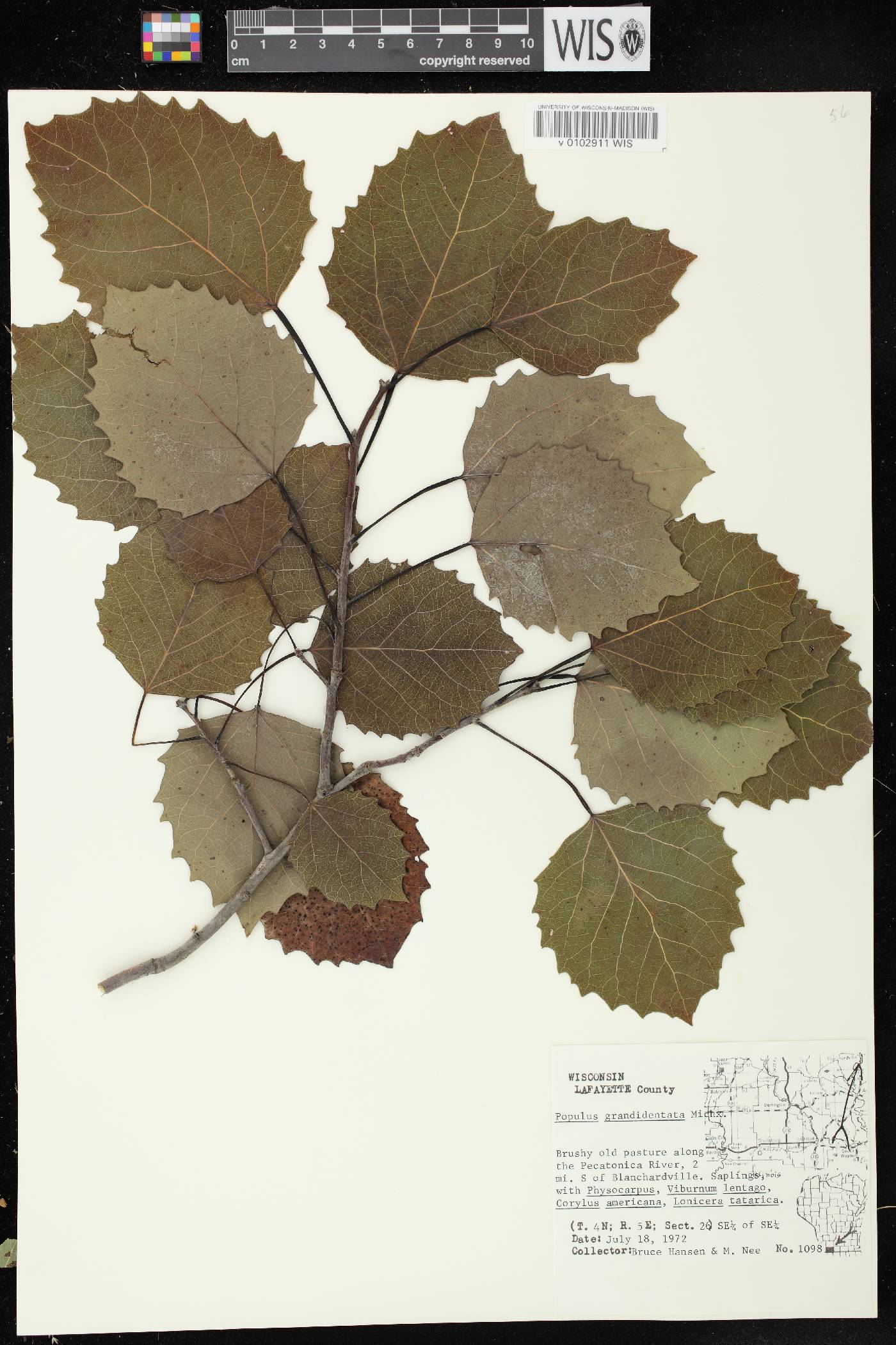 Populus grandidentata image