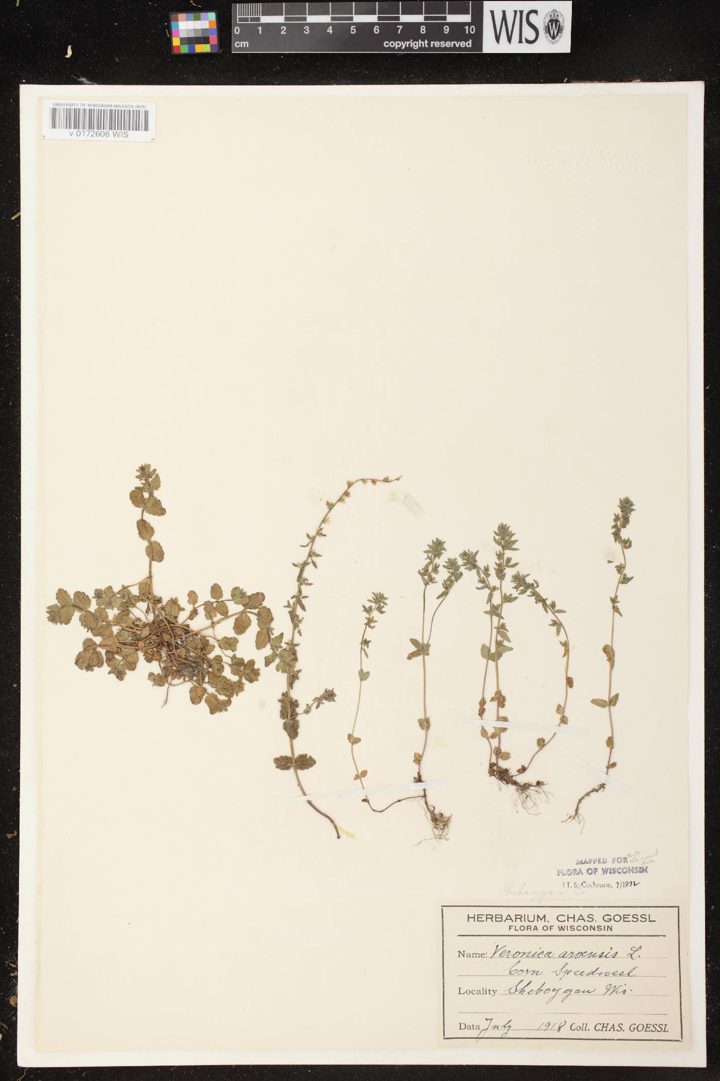 Veronica arvensis image