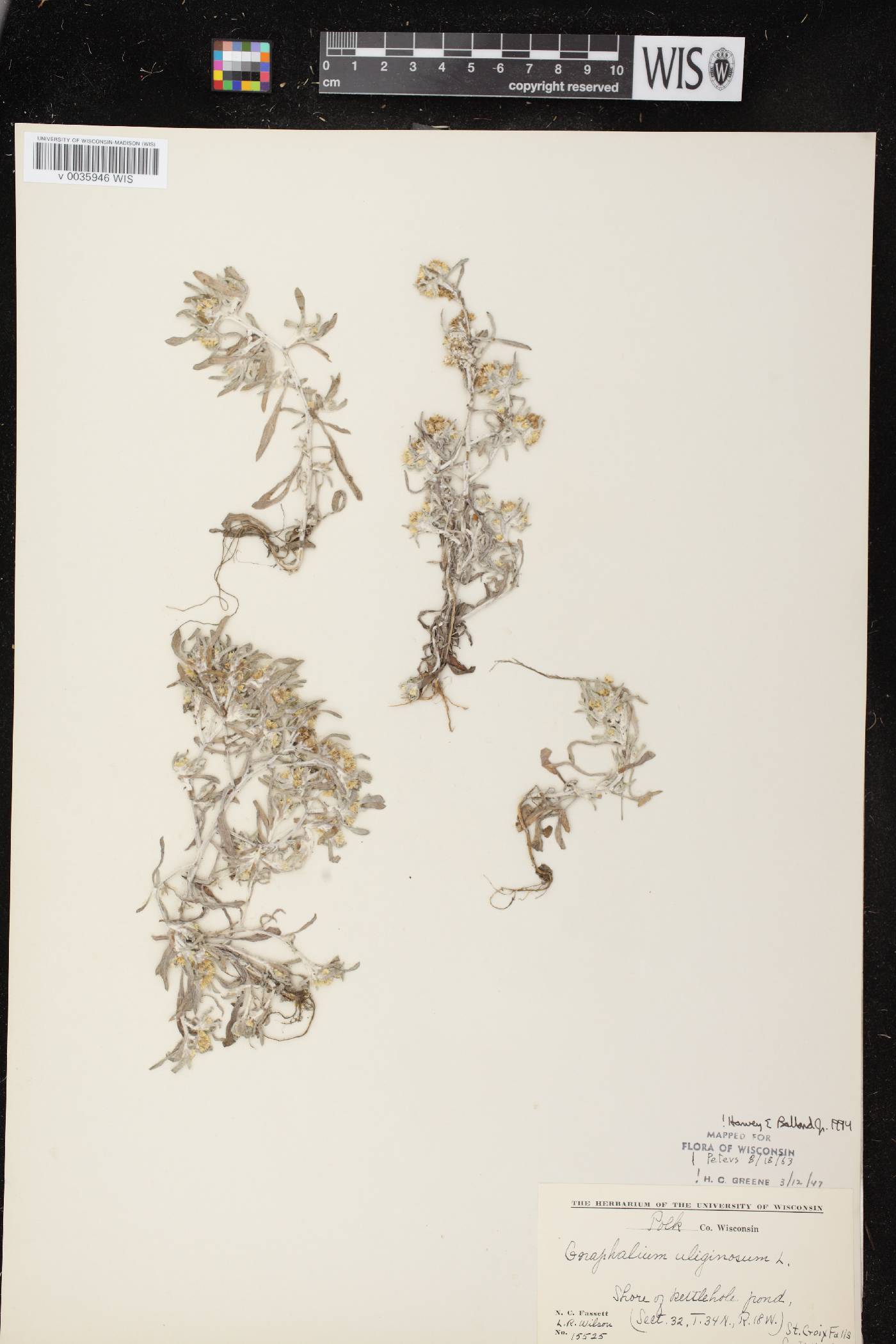 Gnaphalium uliginosum image