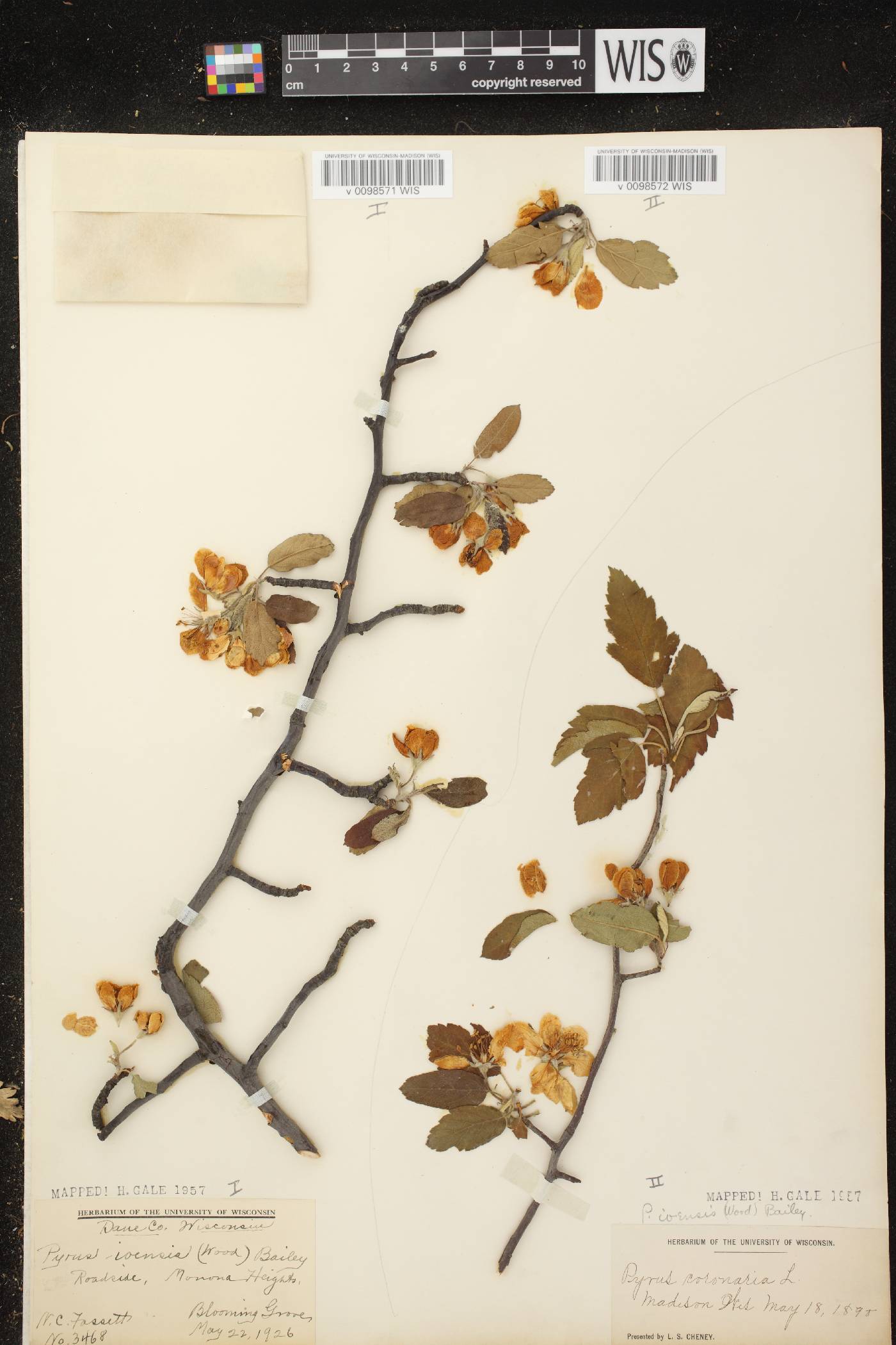 Malus ioensis image