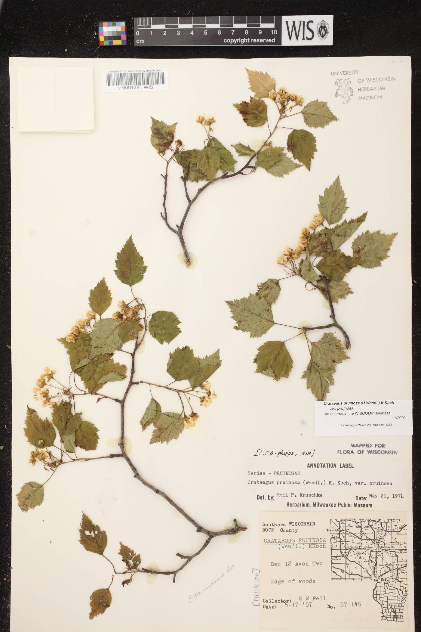 Crataegus pruinosa var. pruinosa image