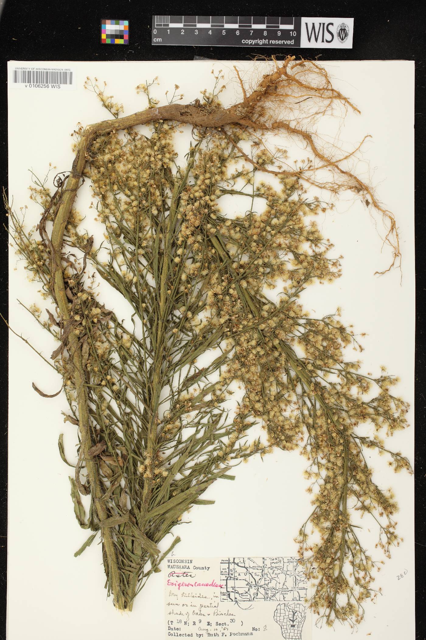 Conyza canadensis image