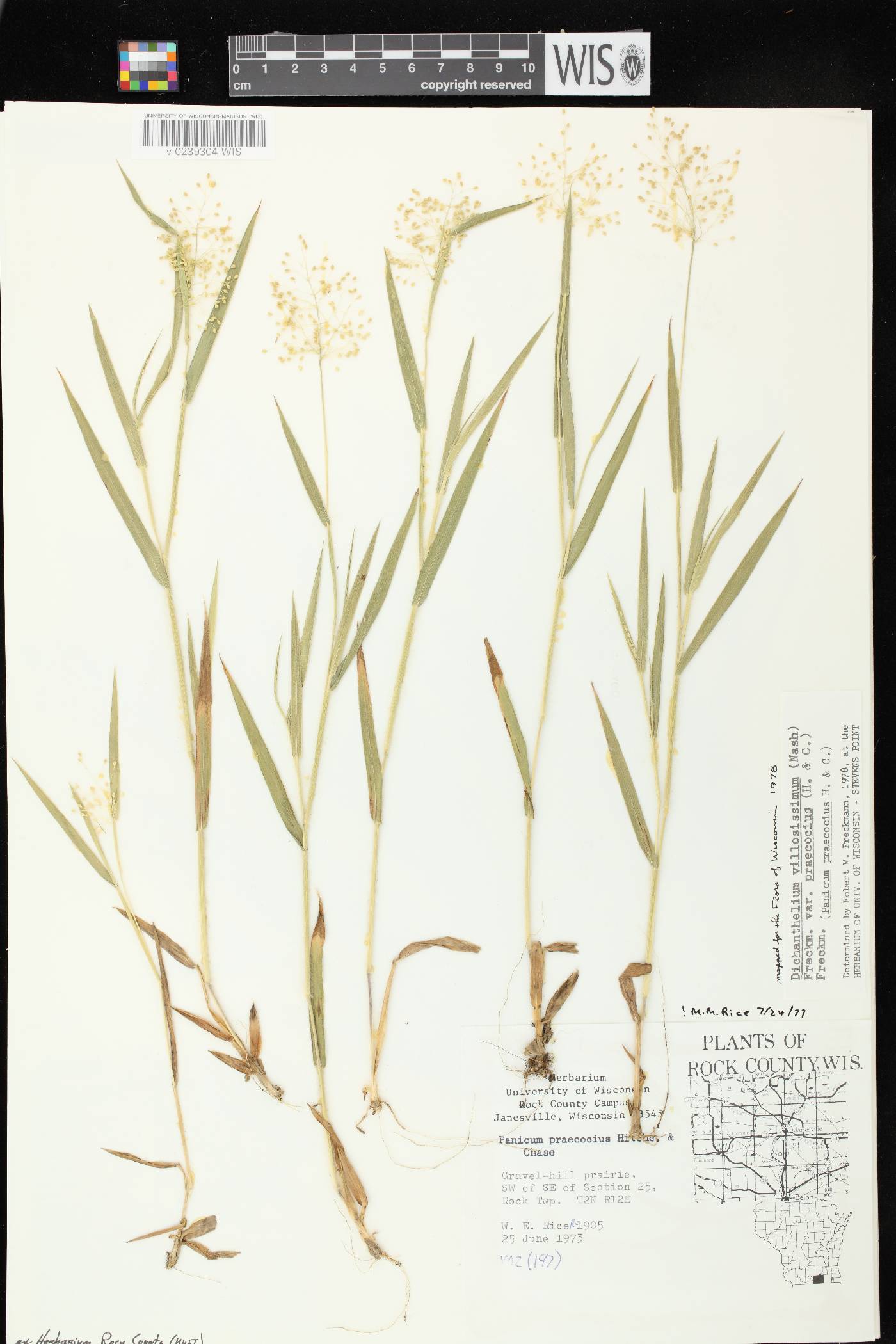 Dichanthelium villosissimum var. praecocius image