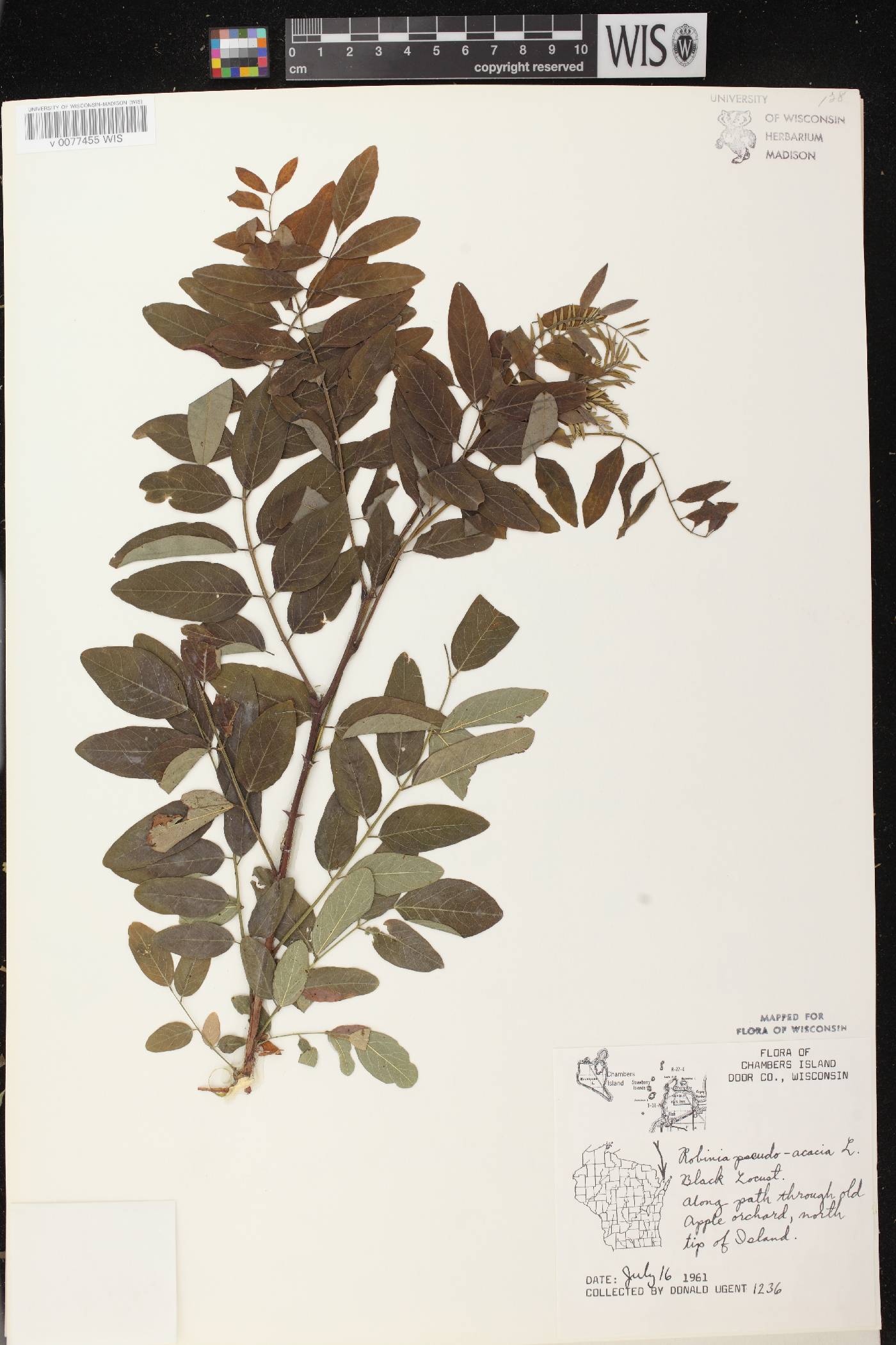 Robinia pseudoacacia image
