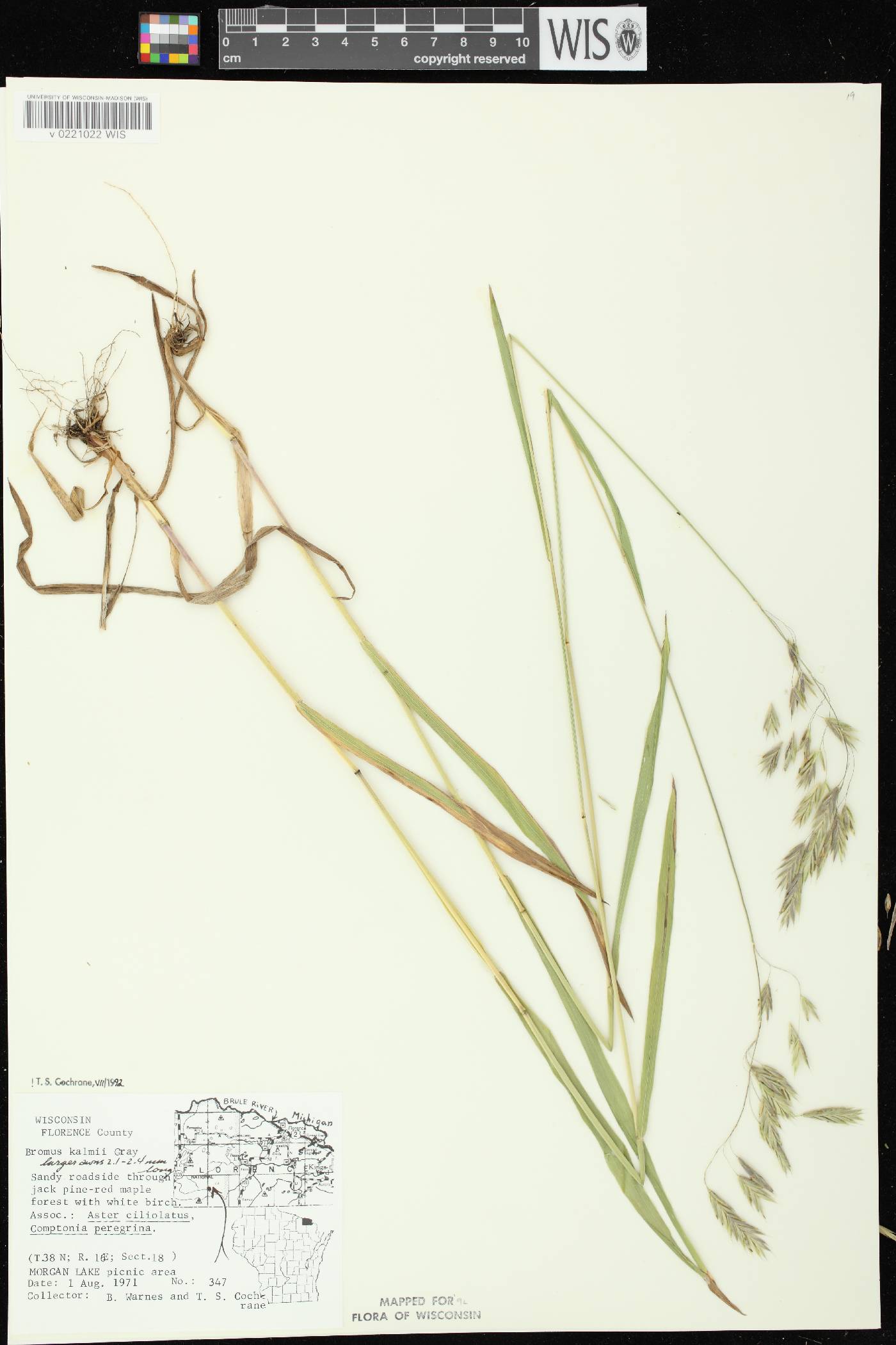 Bromus kalmii image