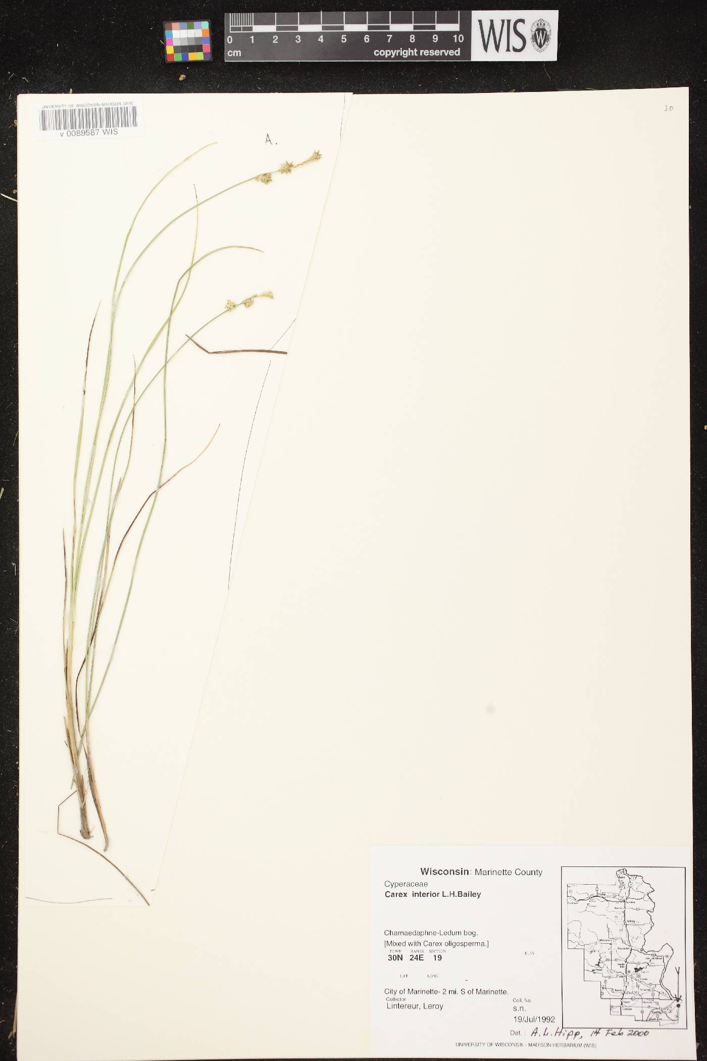 Carex interior image