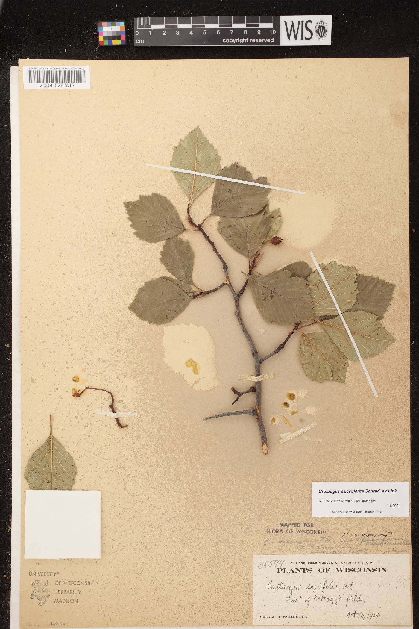 Crataegus succulenta image