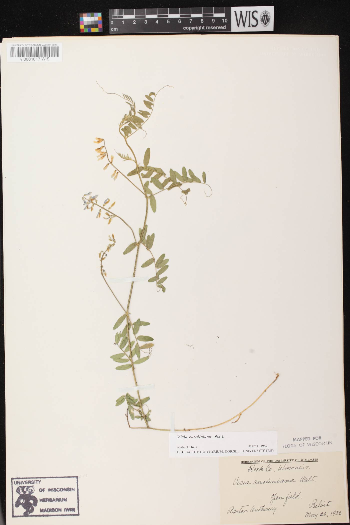 Vicia caroliniana image