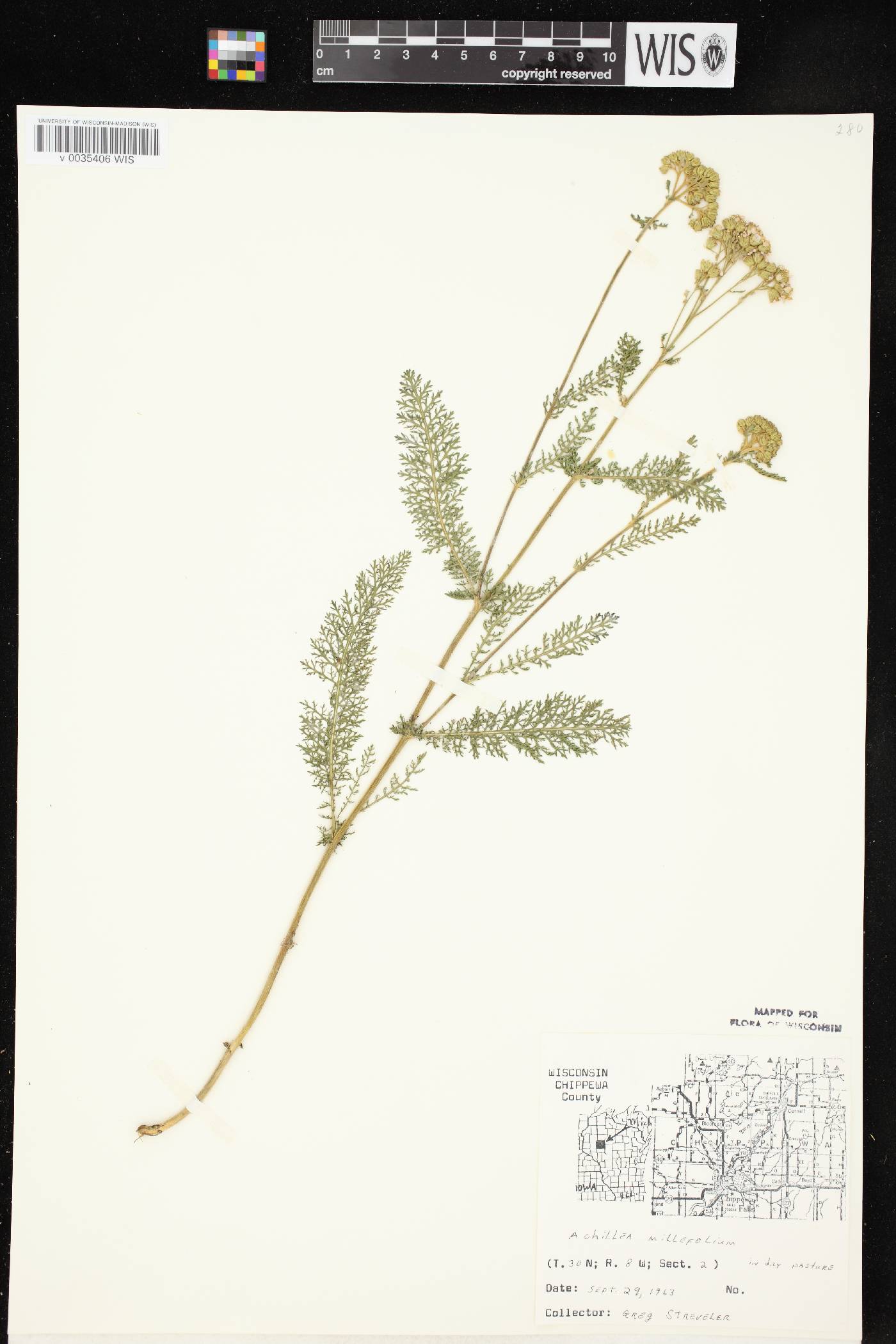 Achillea millefolium image