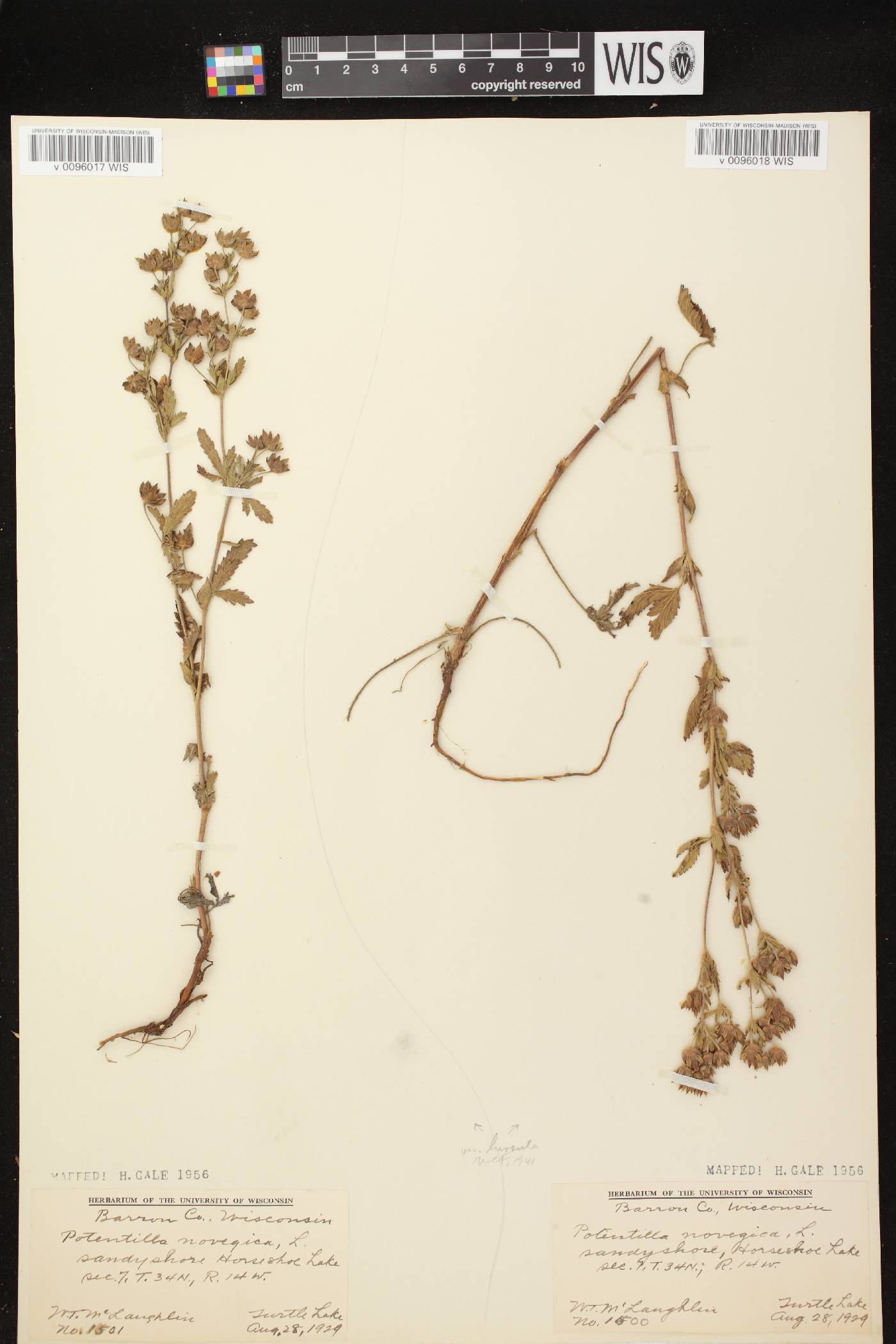 Potentilla norvegica image