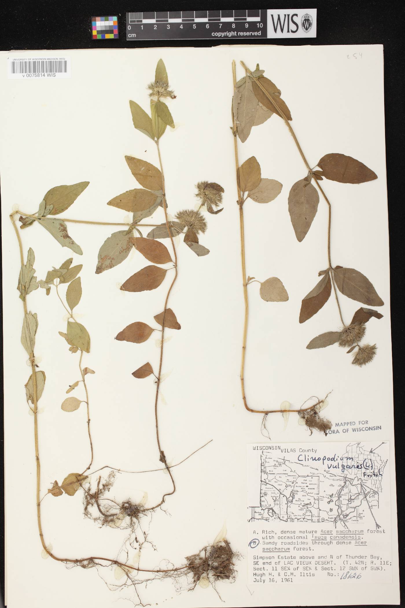 Clinopodium vulgare image