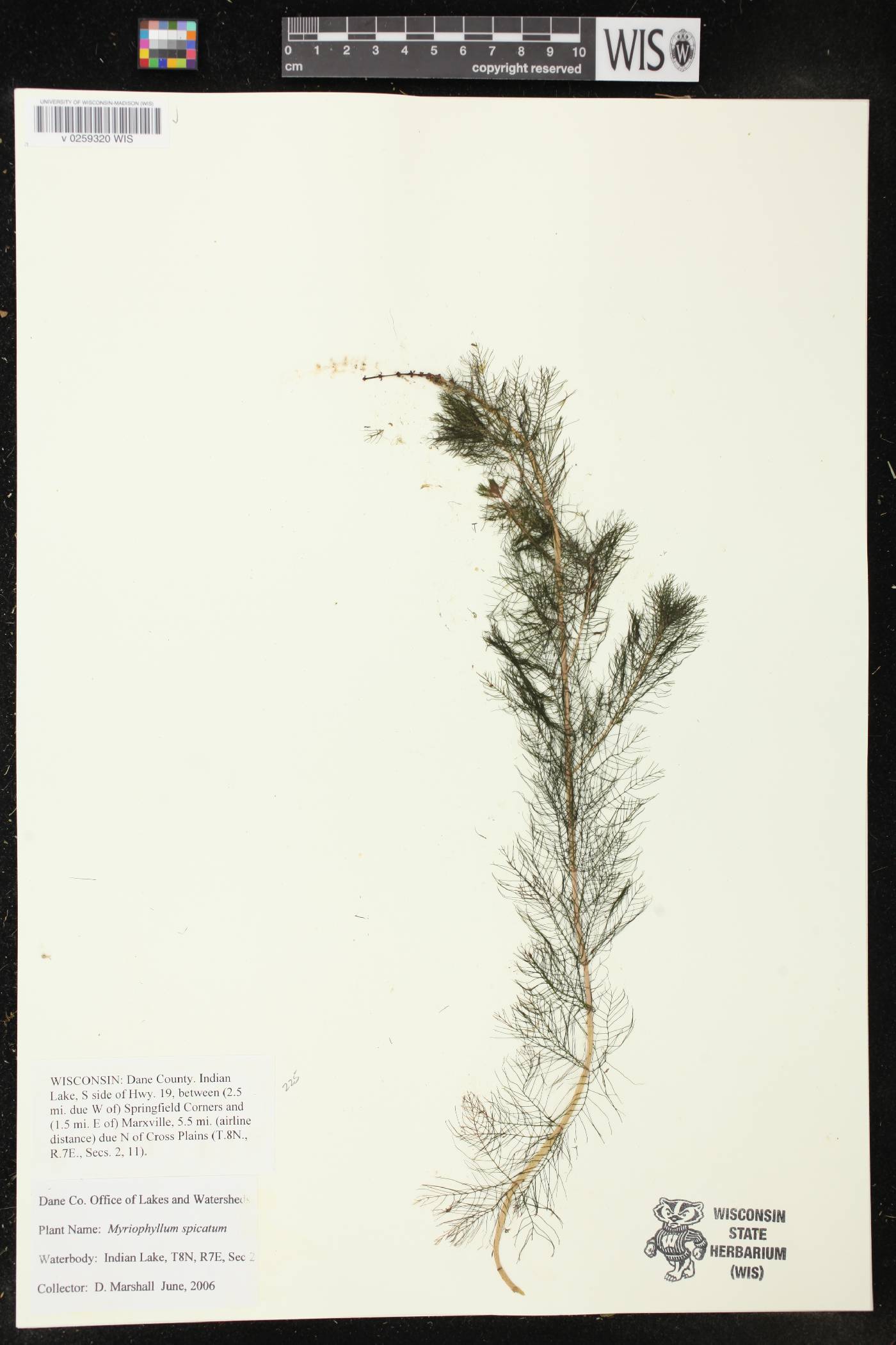 Myriophyllum spicatum image