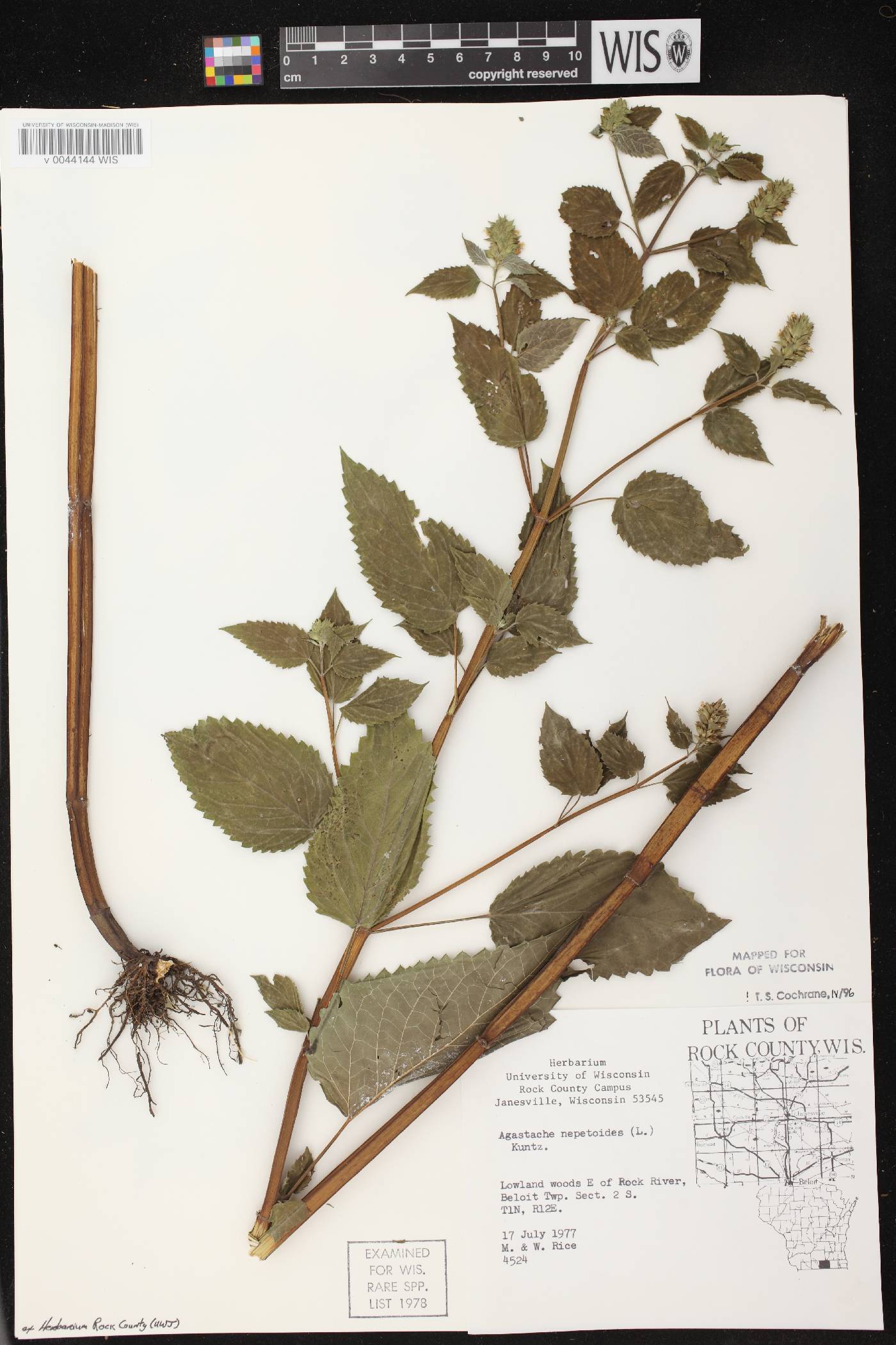 Agastache nepetoides image