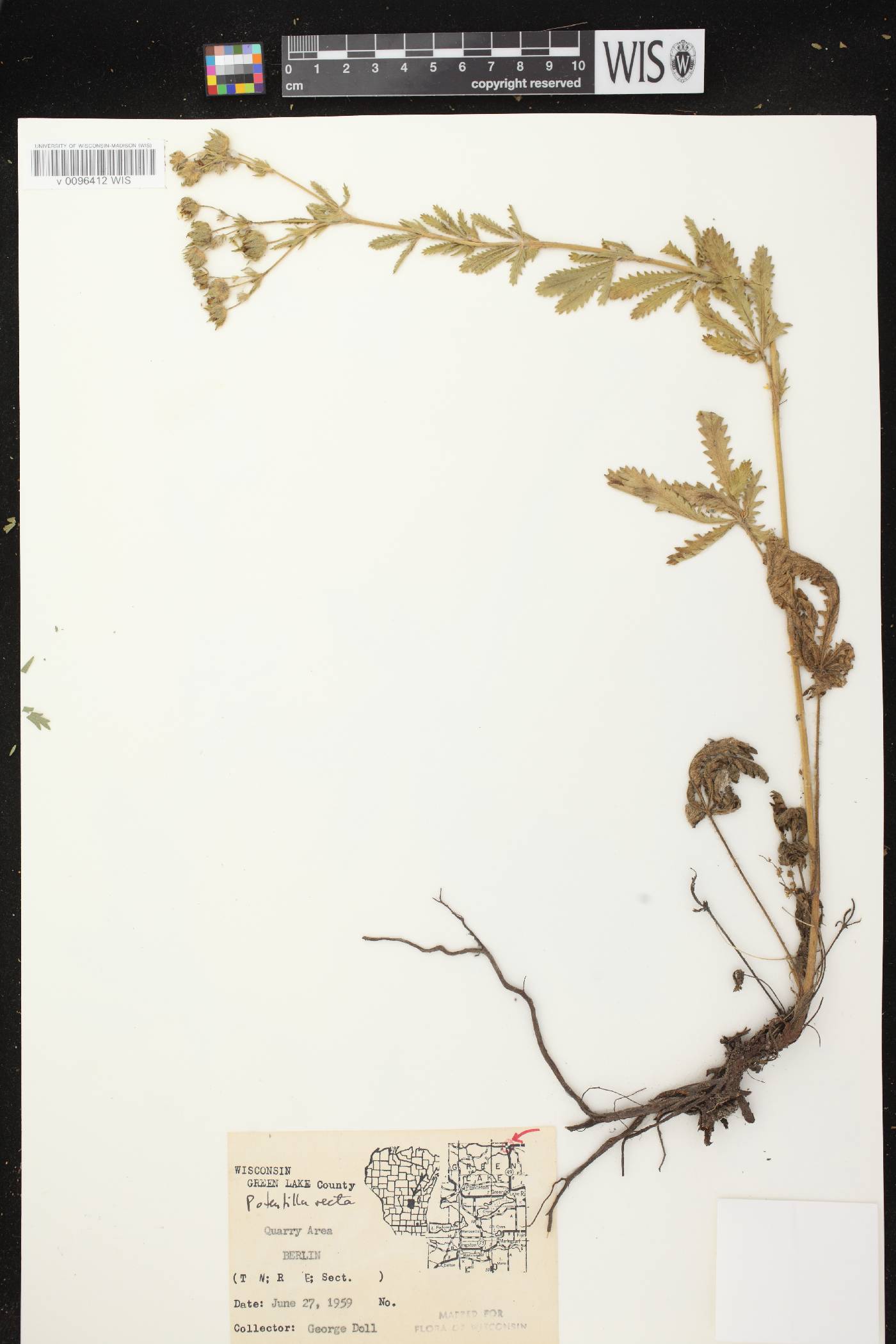 Potentilla recta image