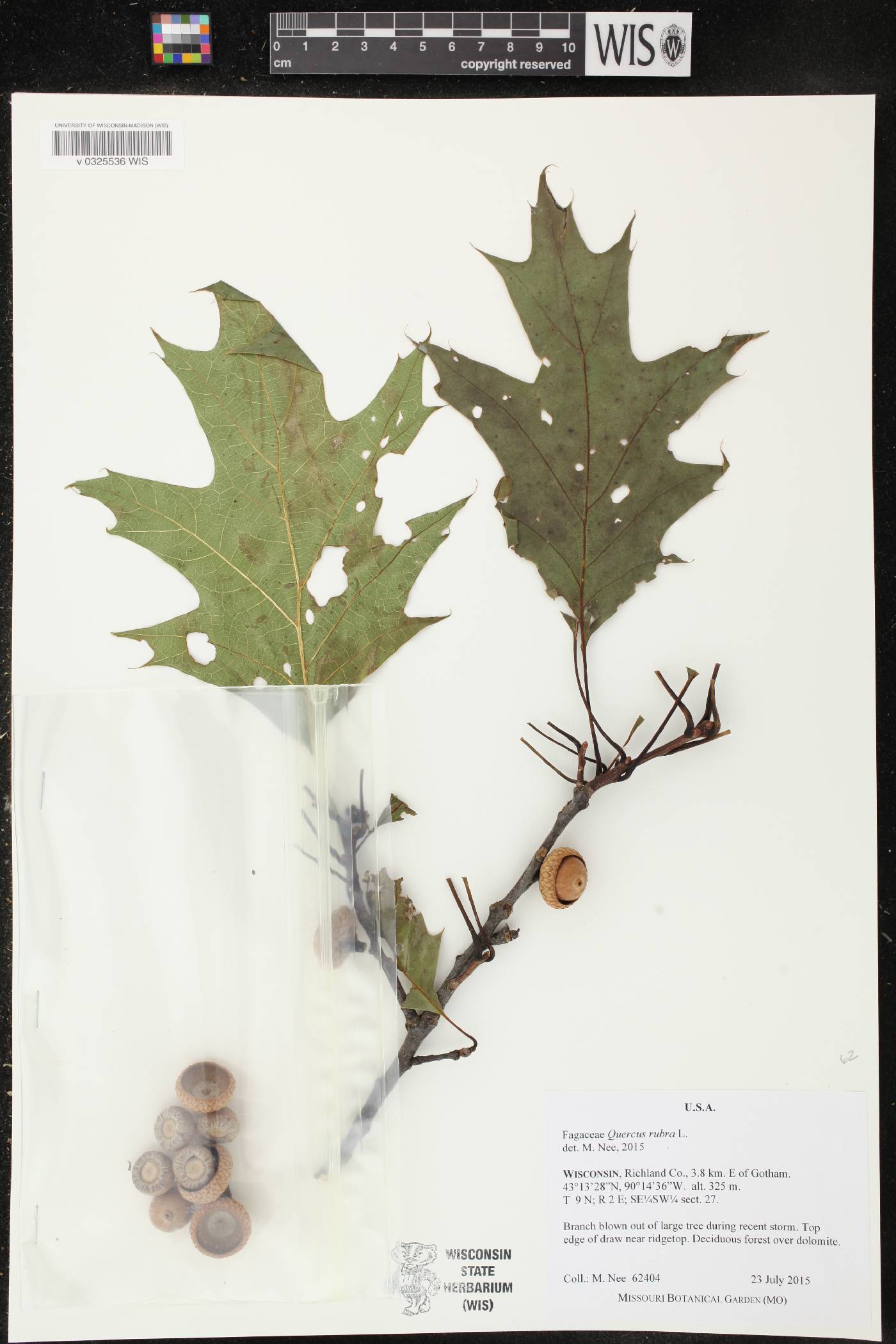 Quercus rubra image