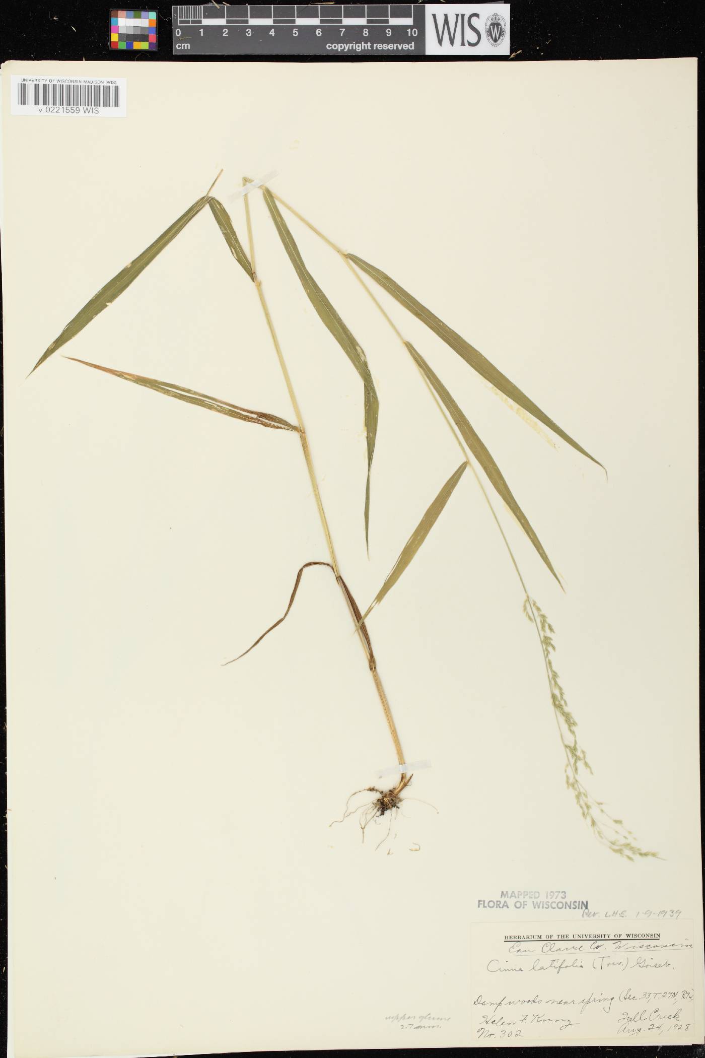 Cinna latifolia image