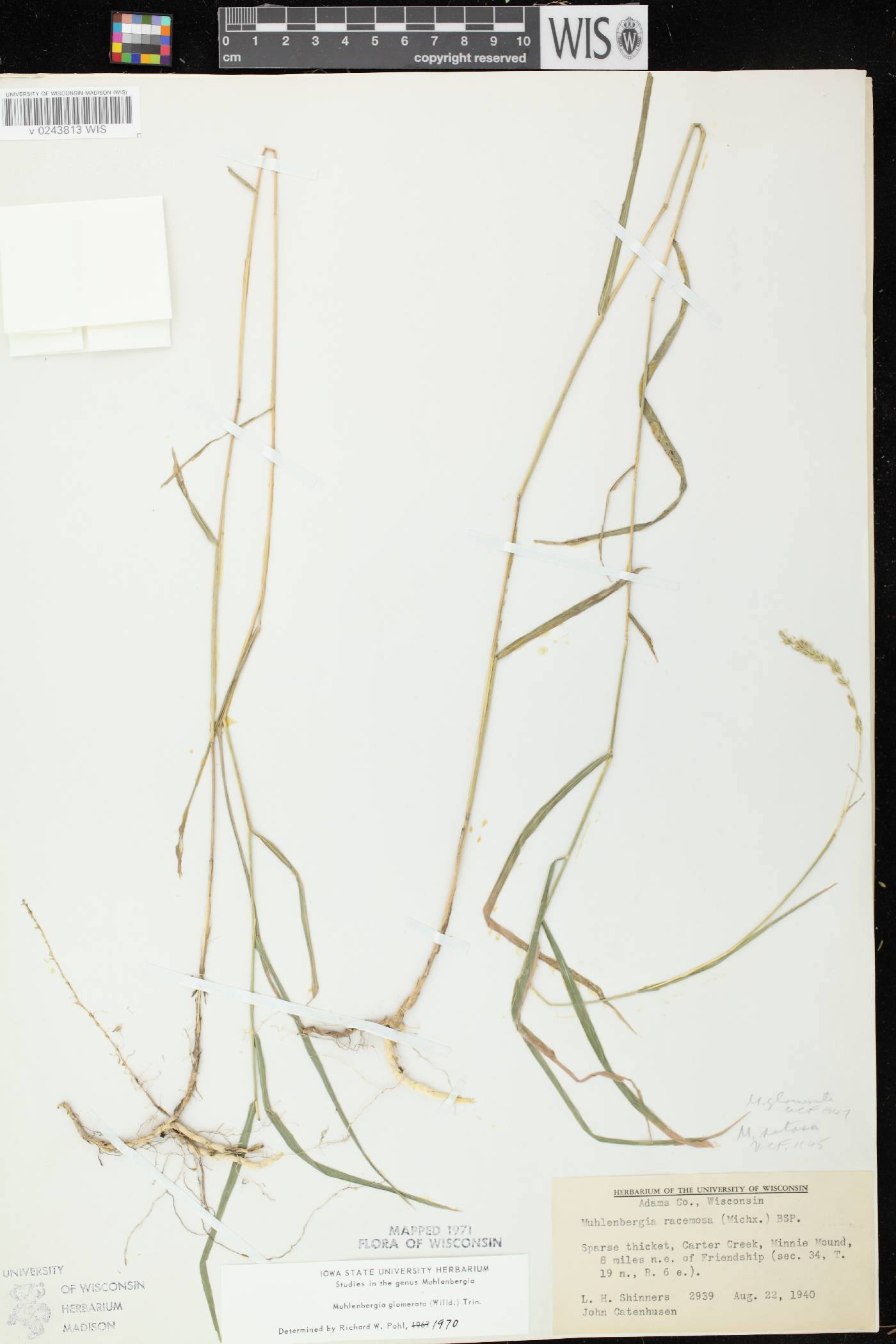 Muhlenbergia glomerata image