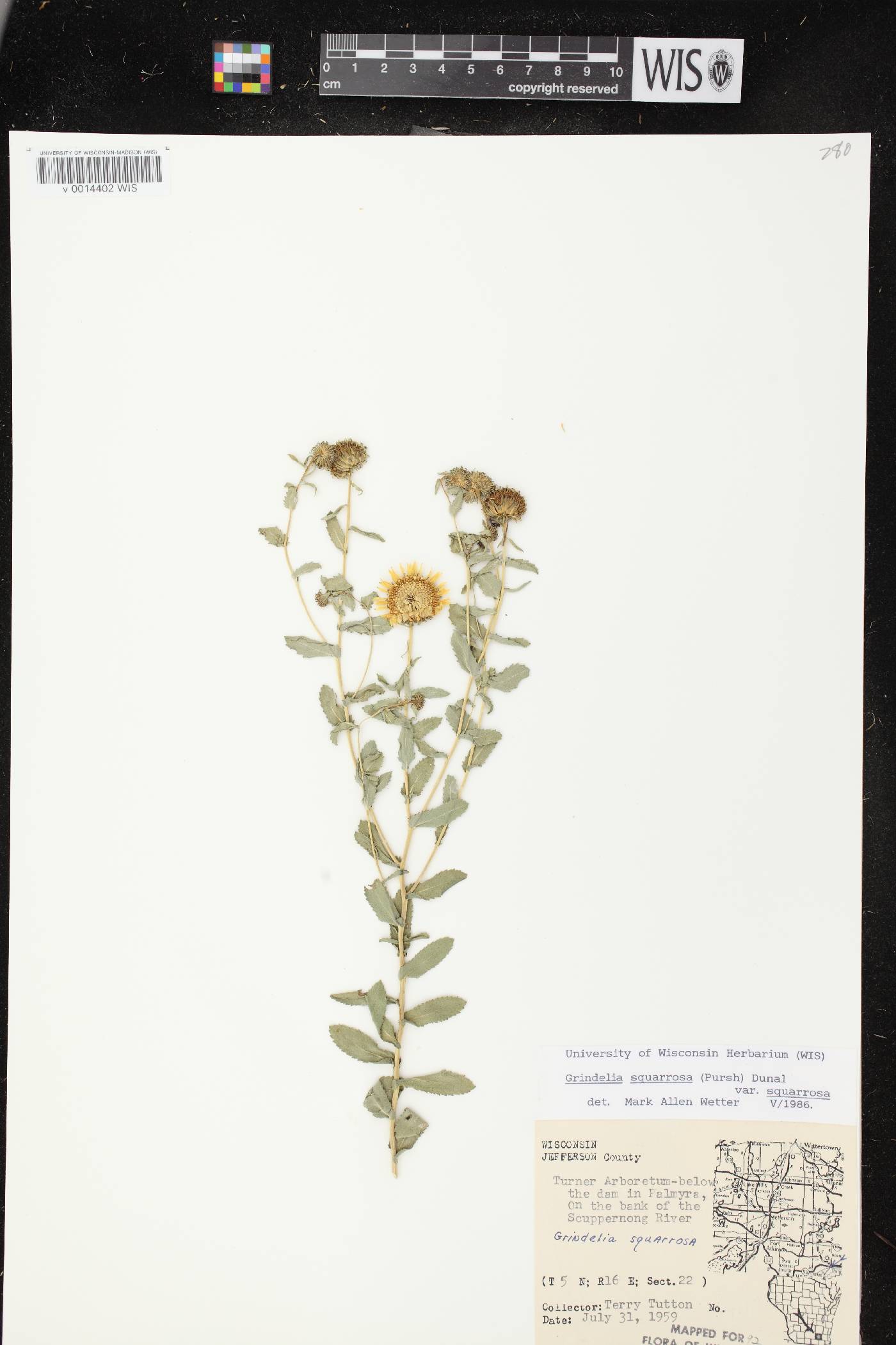 Grindelia squarrosa image