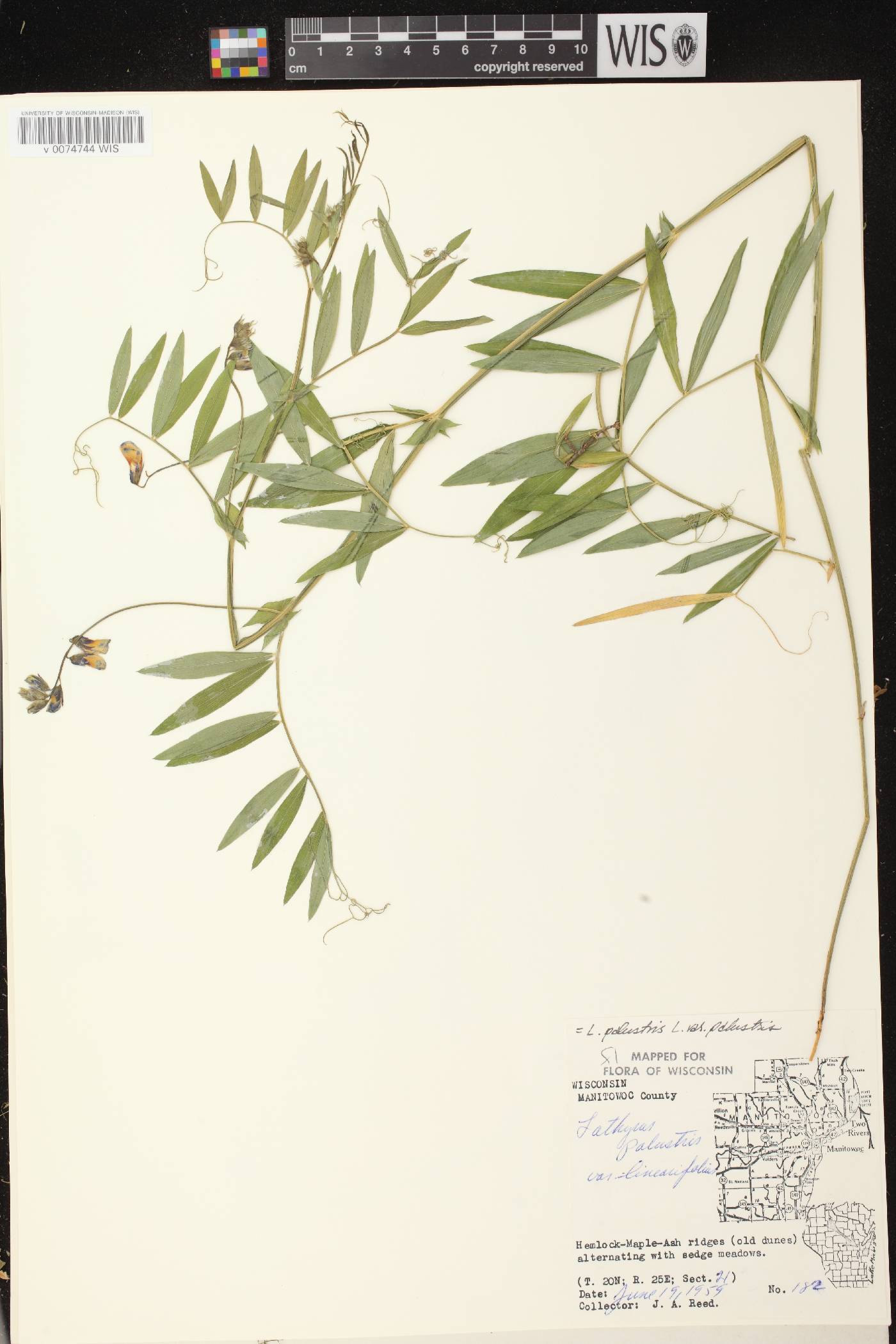 Lathyrus palustris image