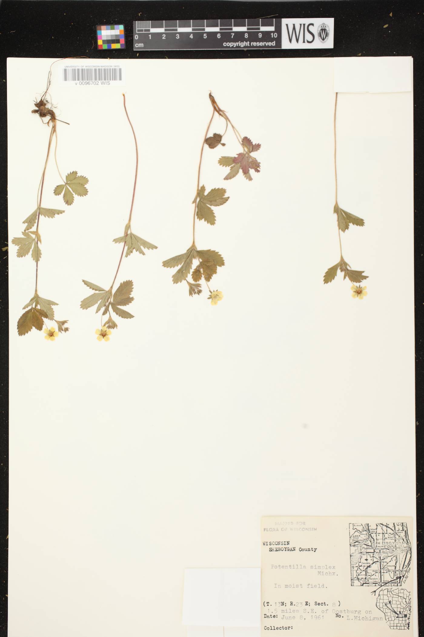 Potentilla simplex image