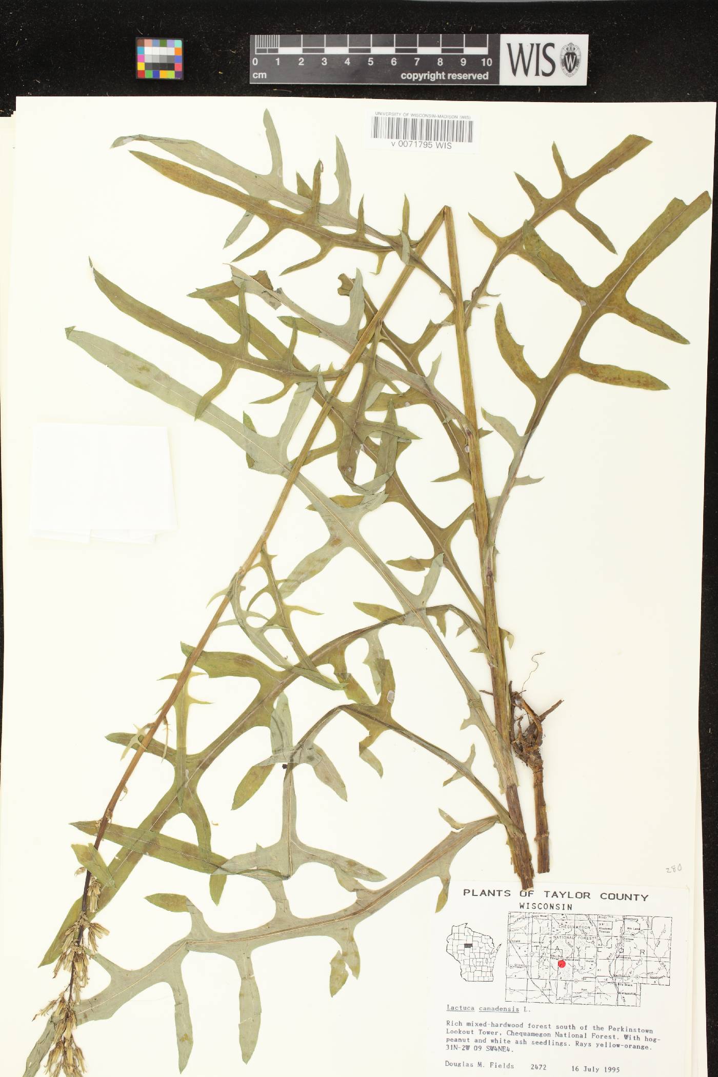 Lactuca canadensis image
