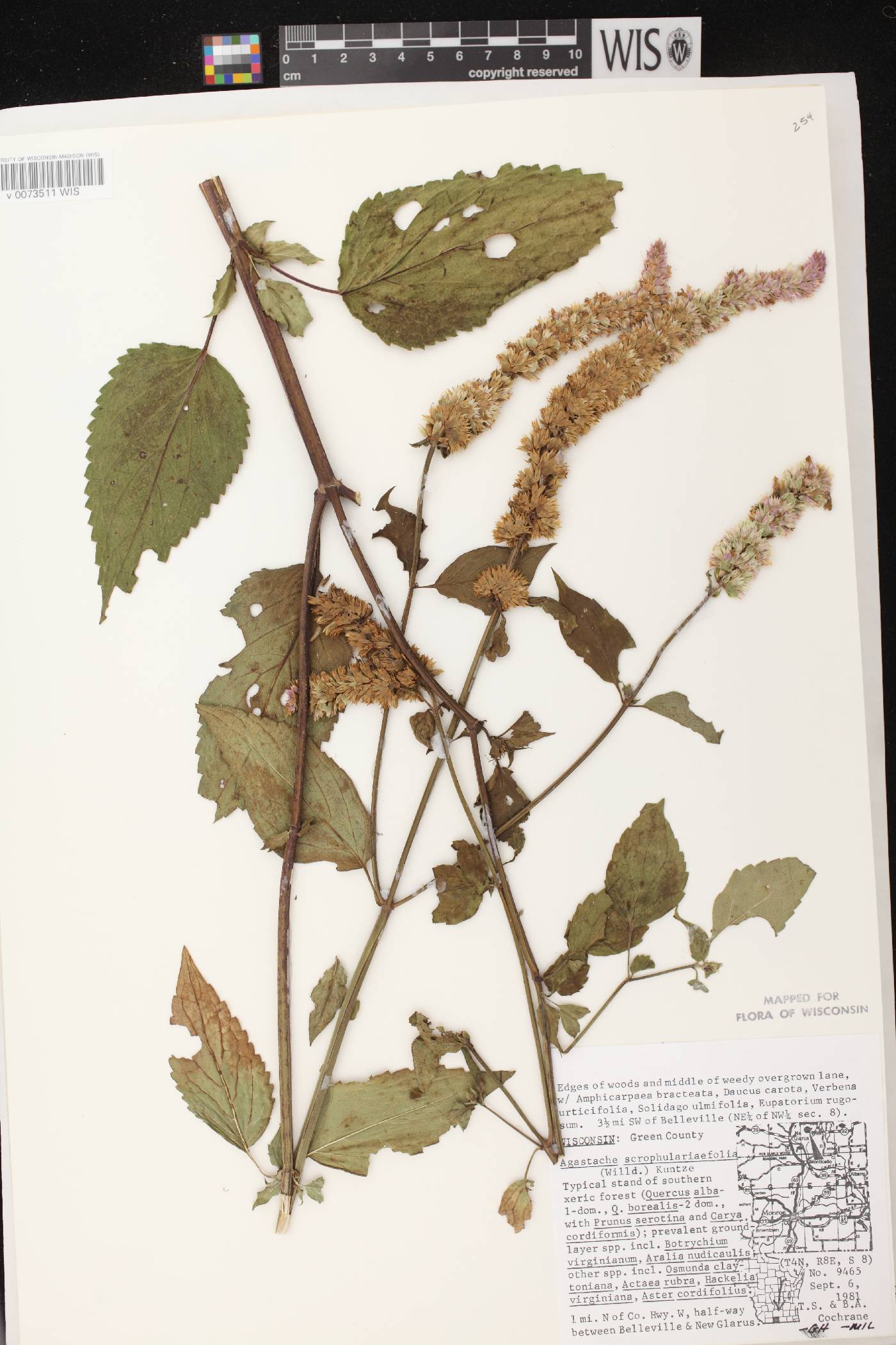 Agastache scrophulariifolia image