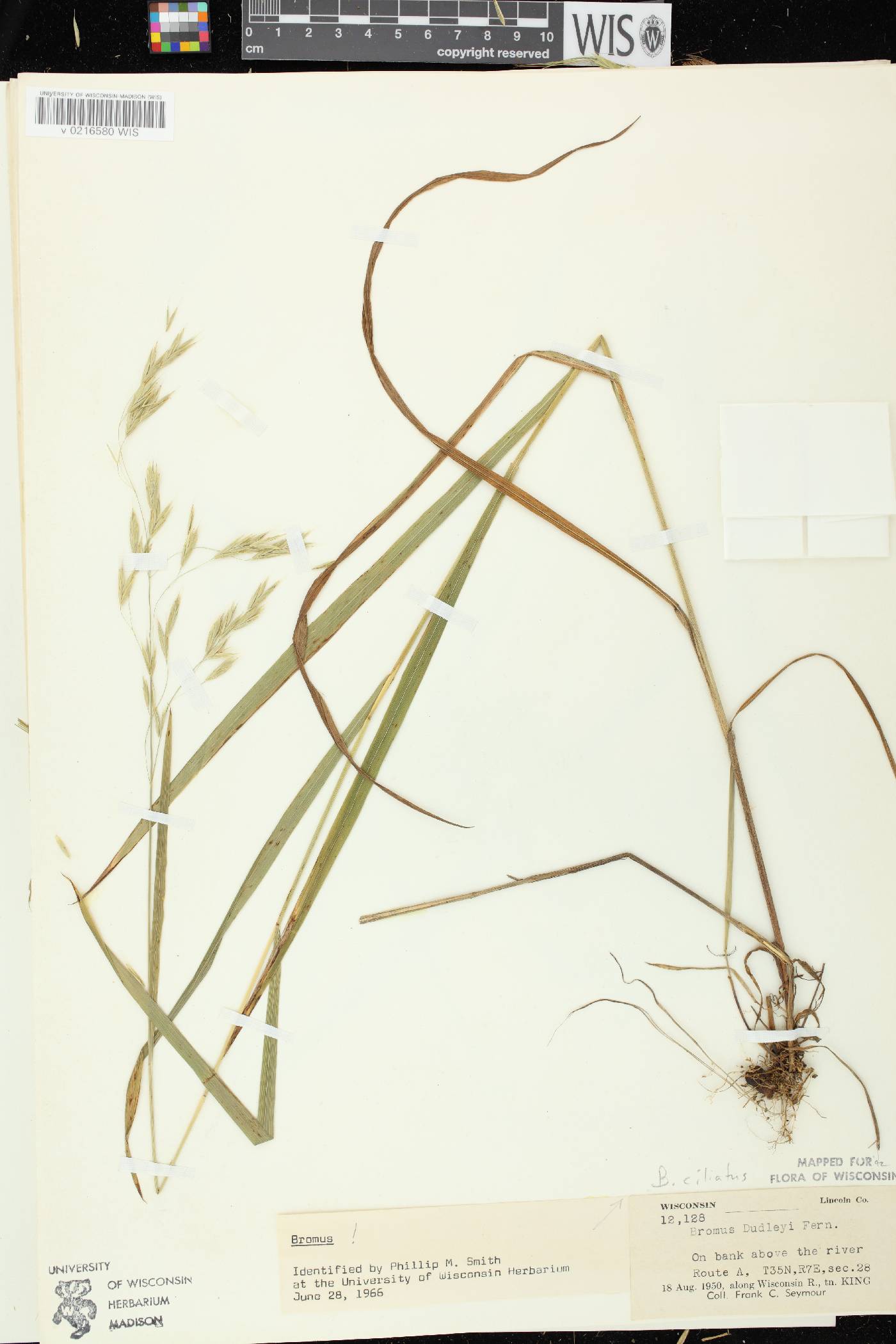 Bromus ciliatus image