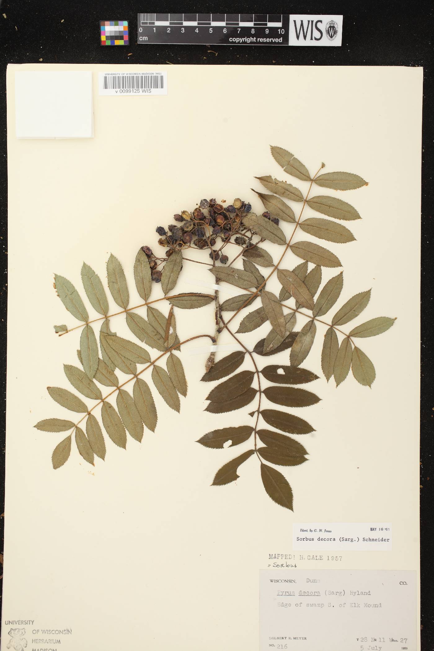 Sorbus decora image