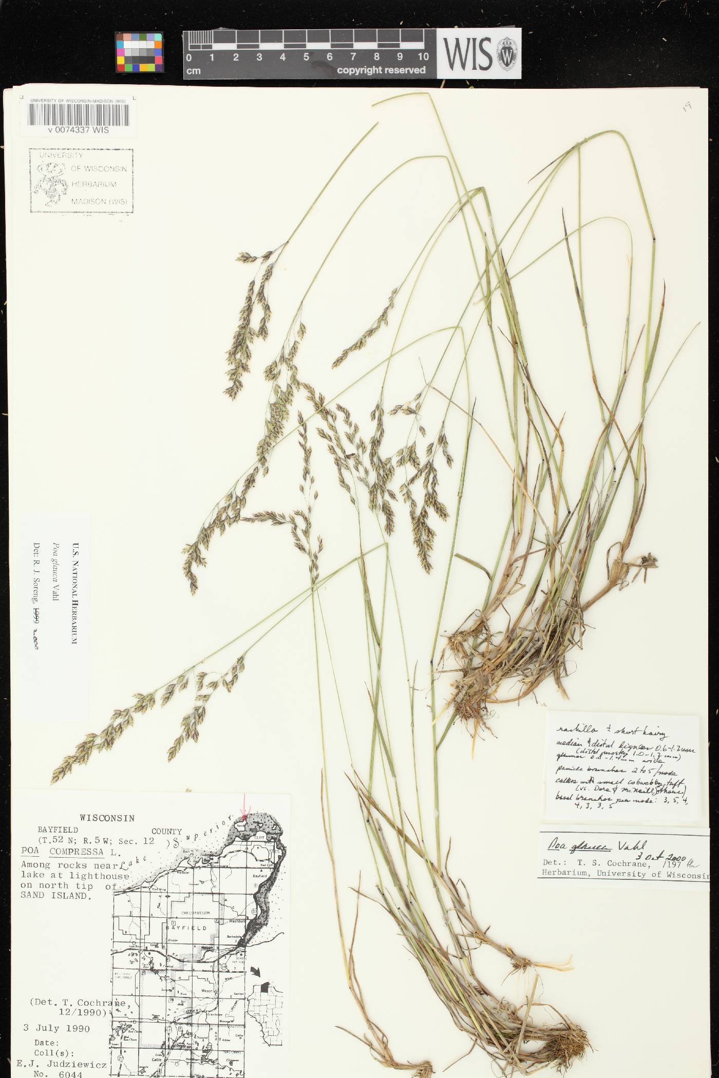 Poa glauca image