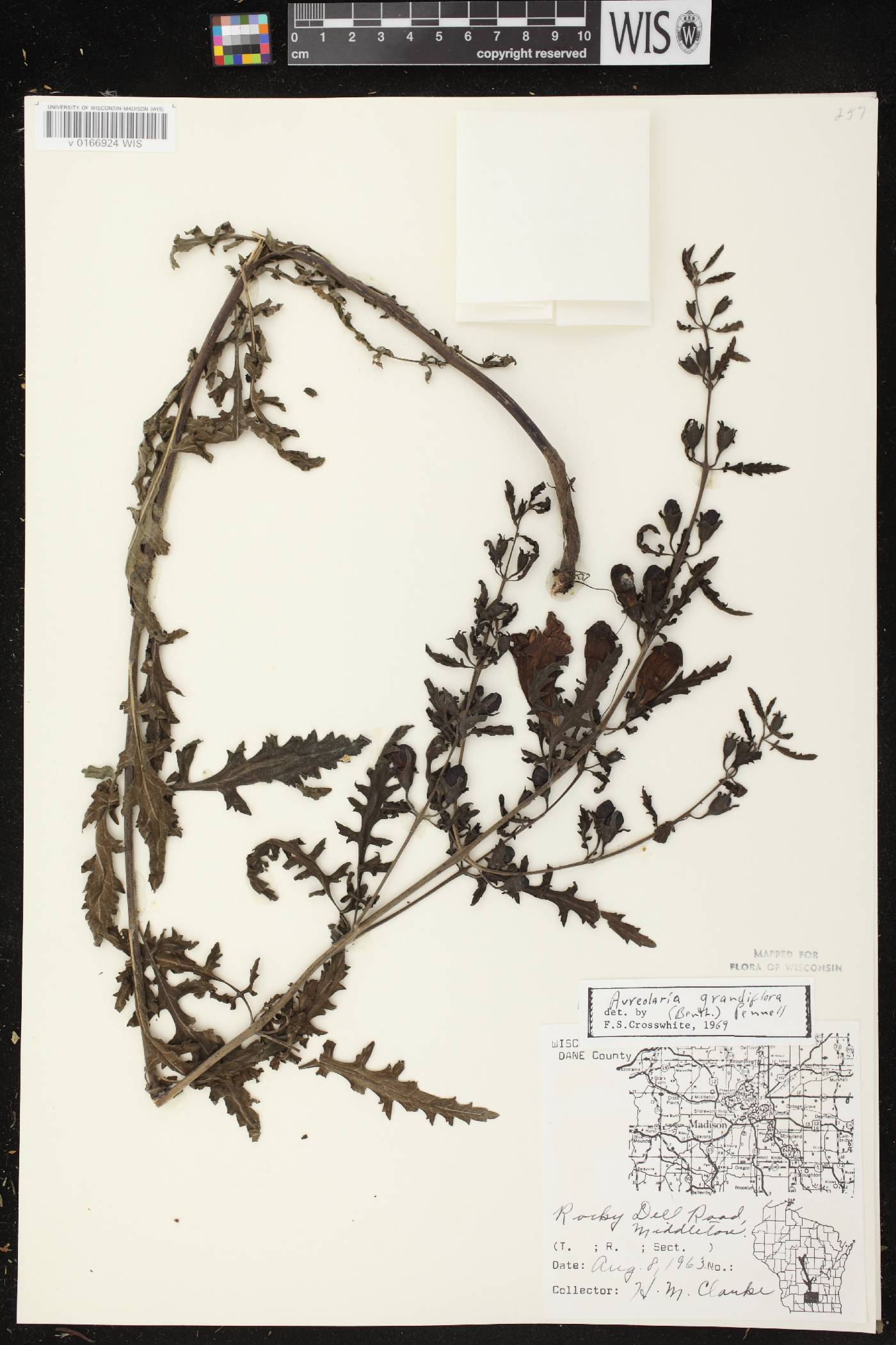 Aureolaria grandiflora var. pulchra image