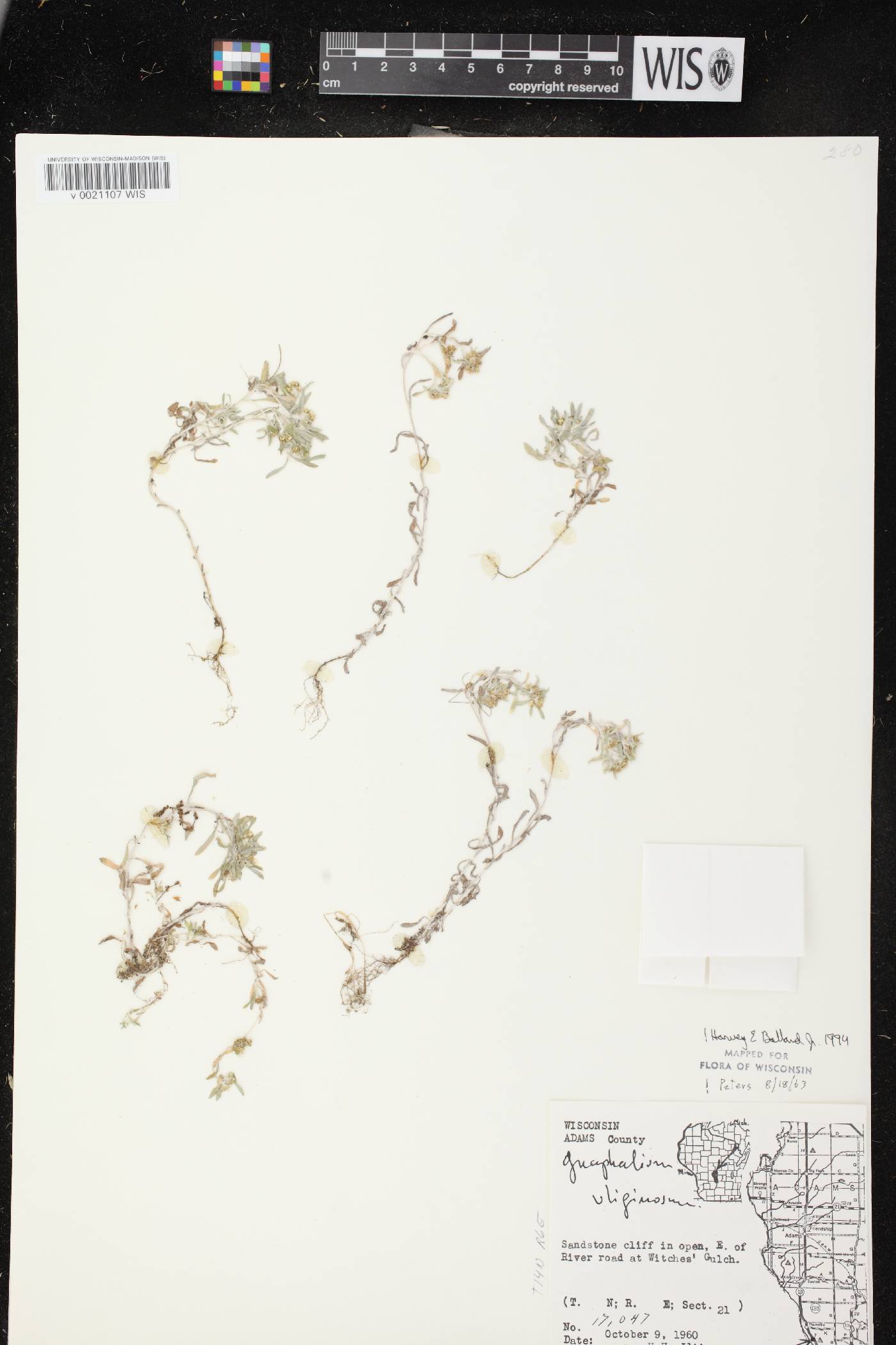 Gnaphalium uliginosum image