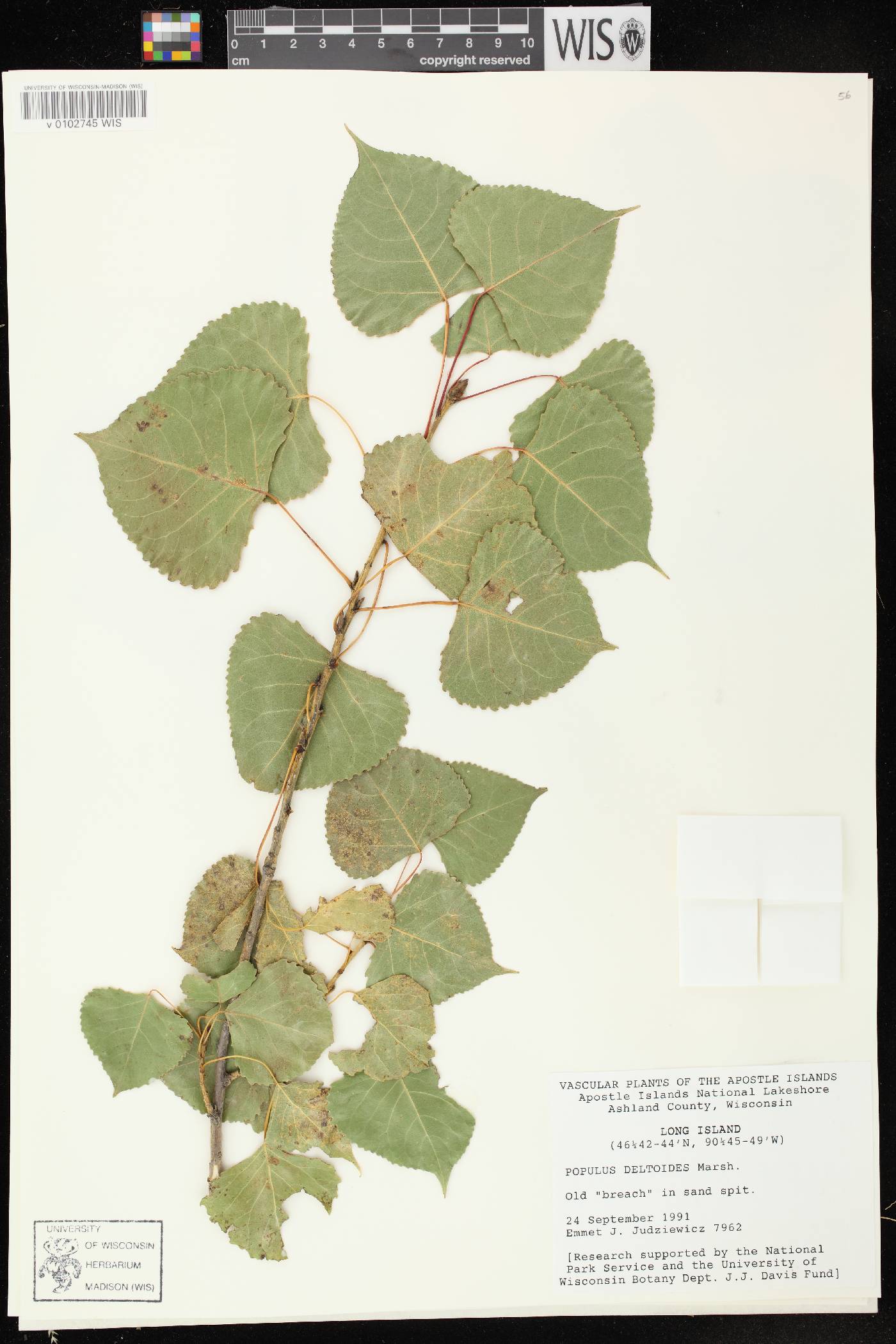 Populus deltoides subsp. monilifera image