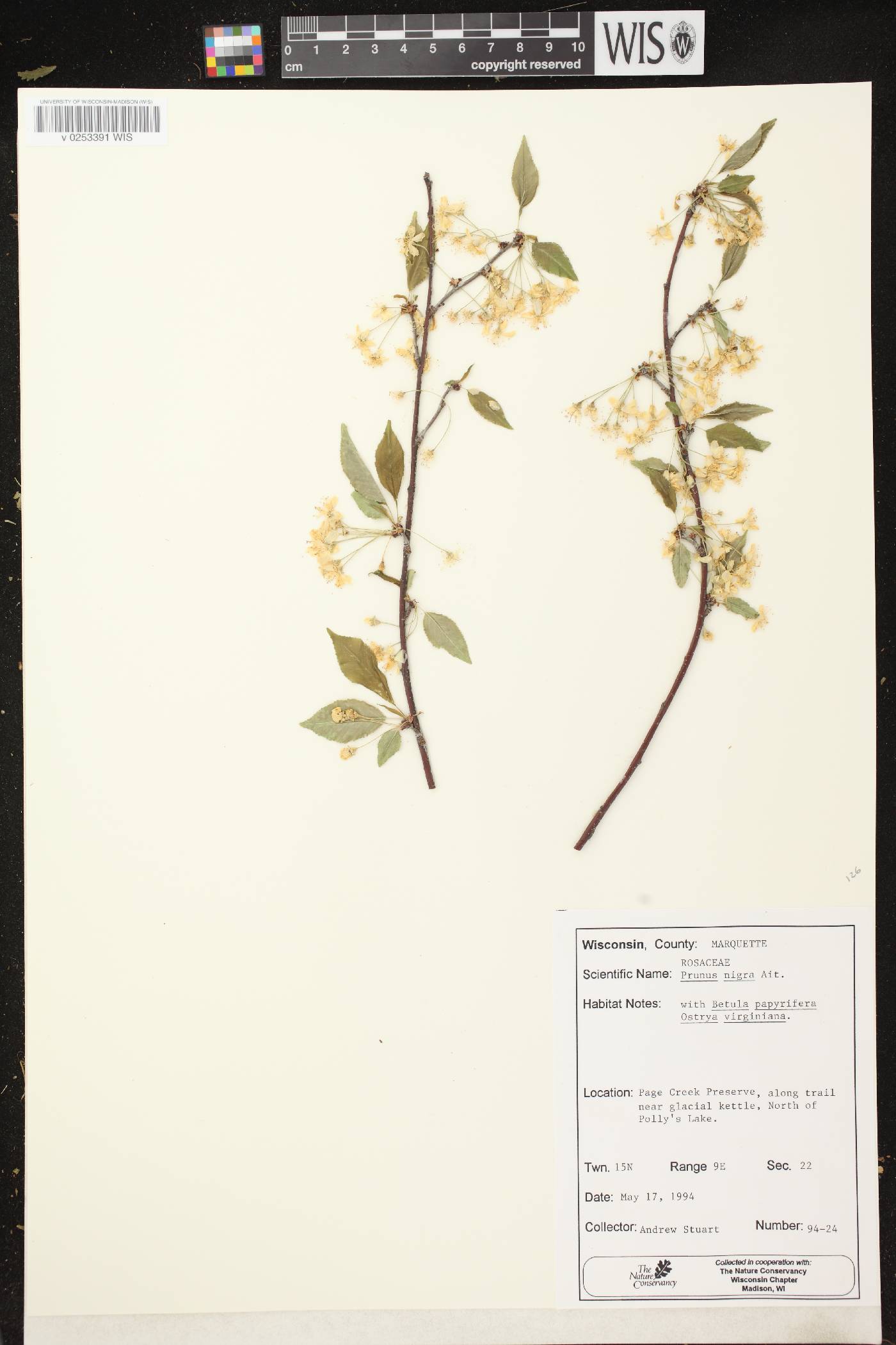 Prunus nigra image