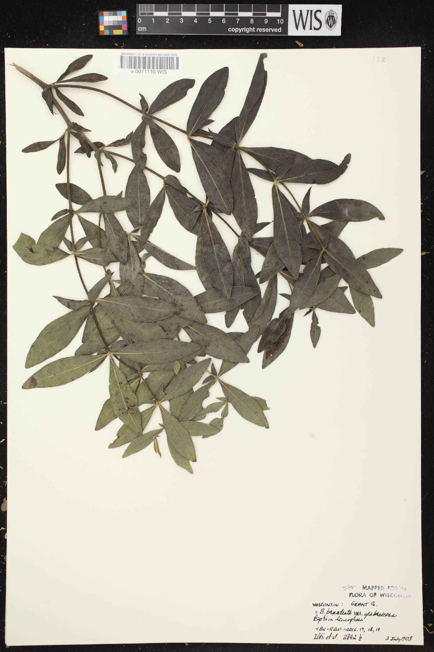 Baptisia leucophaea image