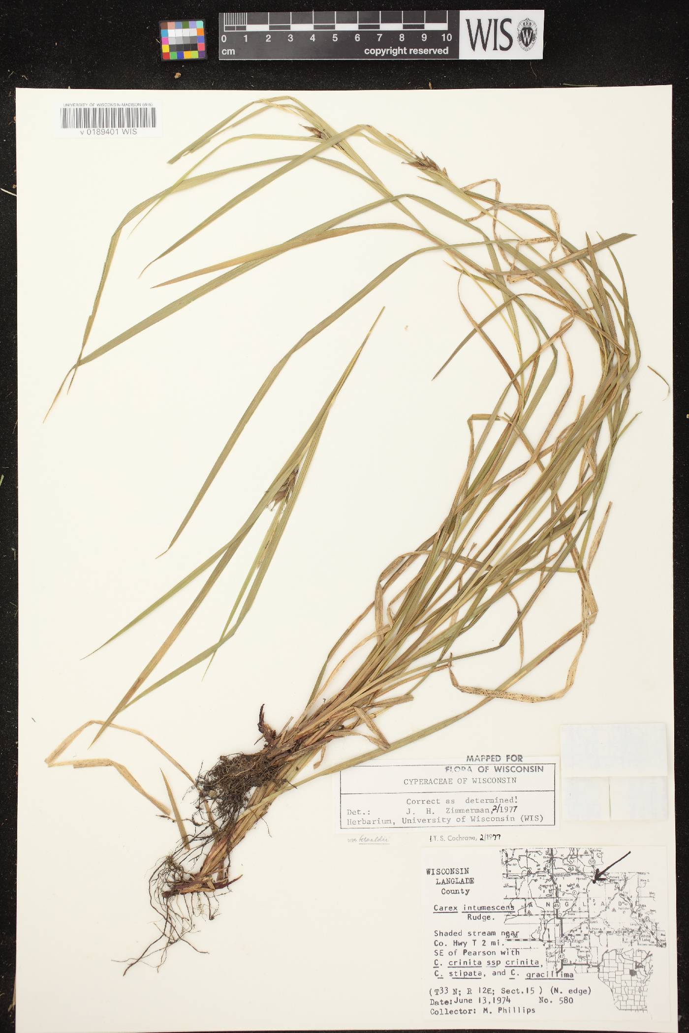 Carex intumescens image