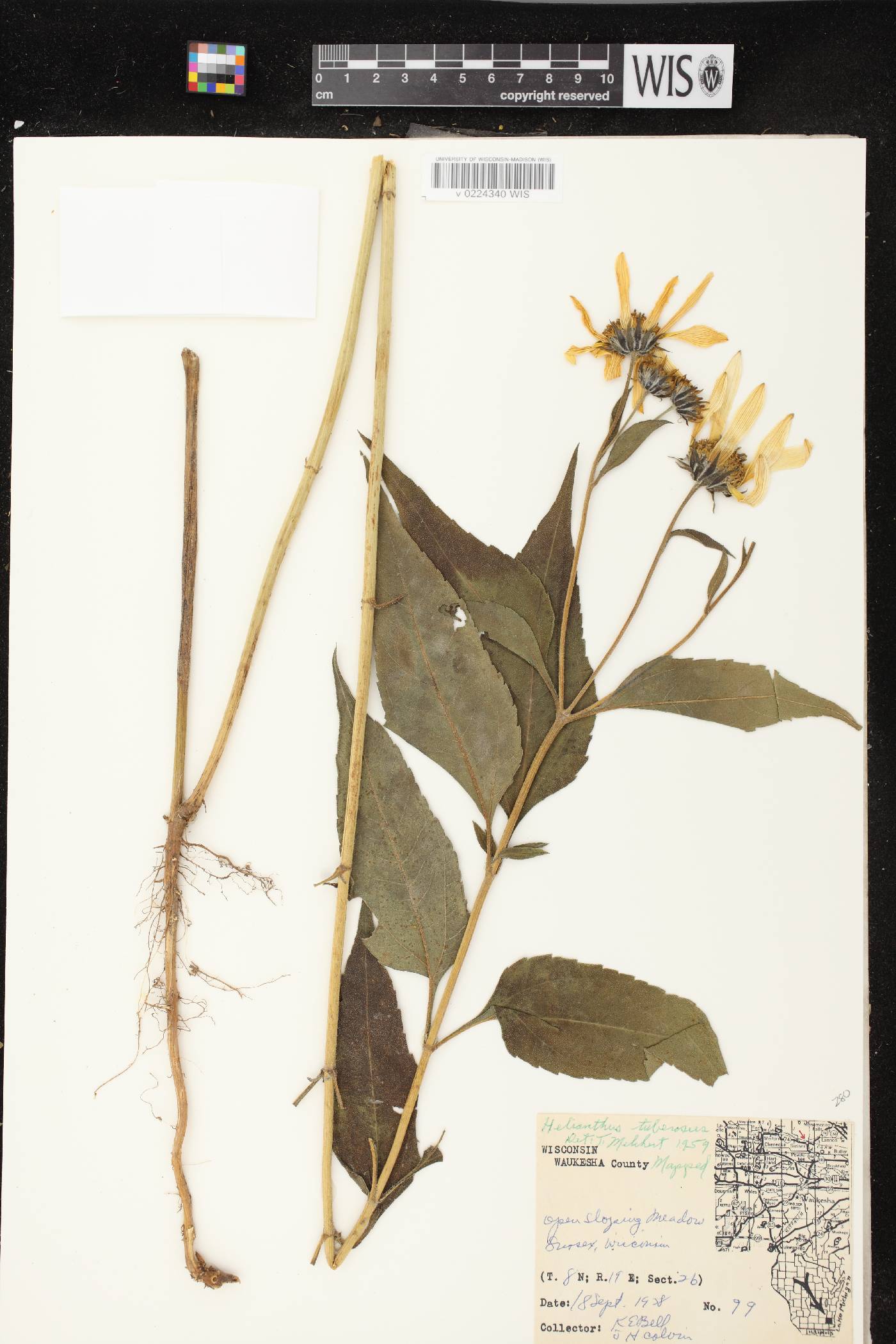 Helianthus tuberosus image