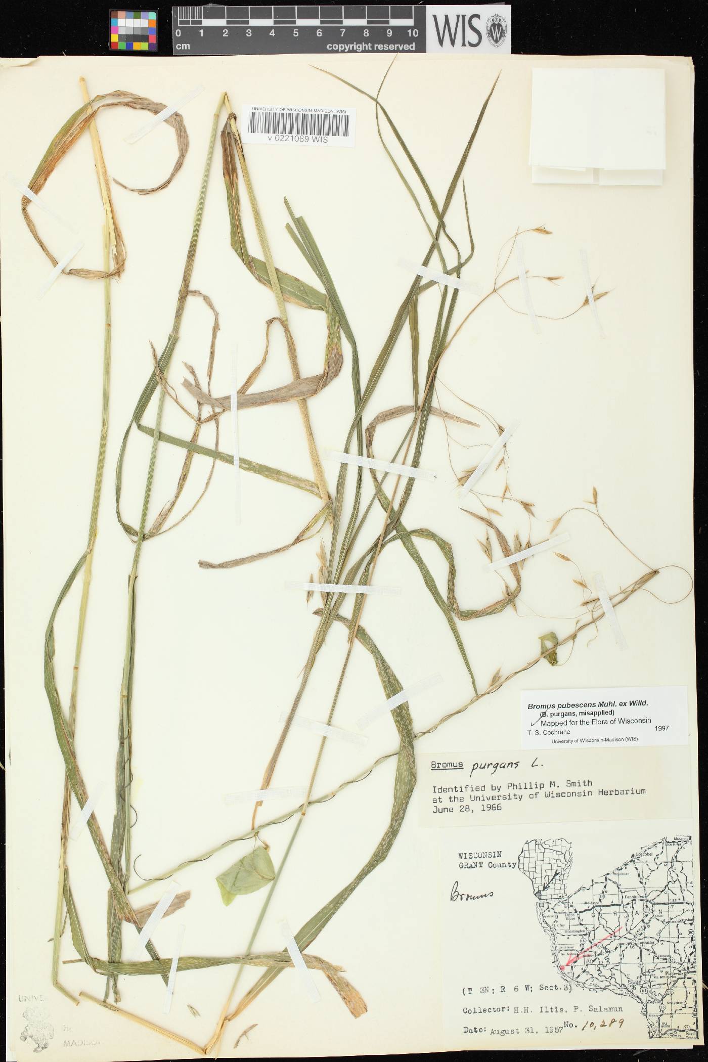 Bromus pubescens image