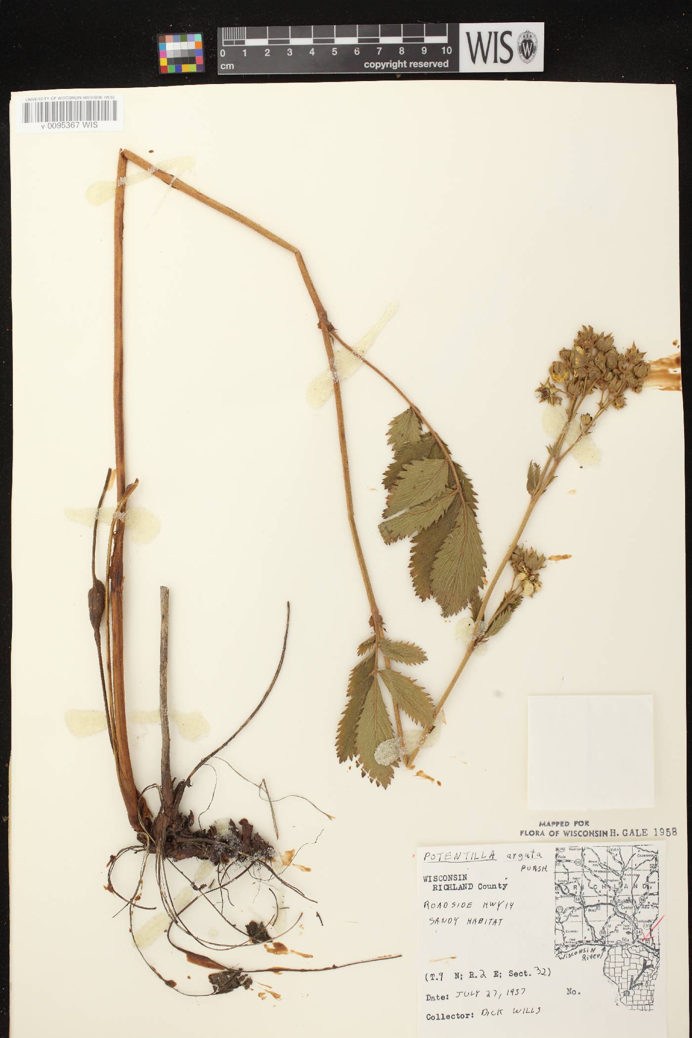 Drymocallis arguta image