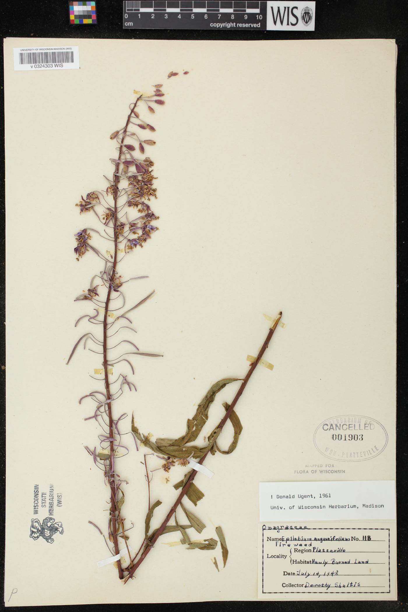 Chamerion angustifolium subsp. circumvagum image