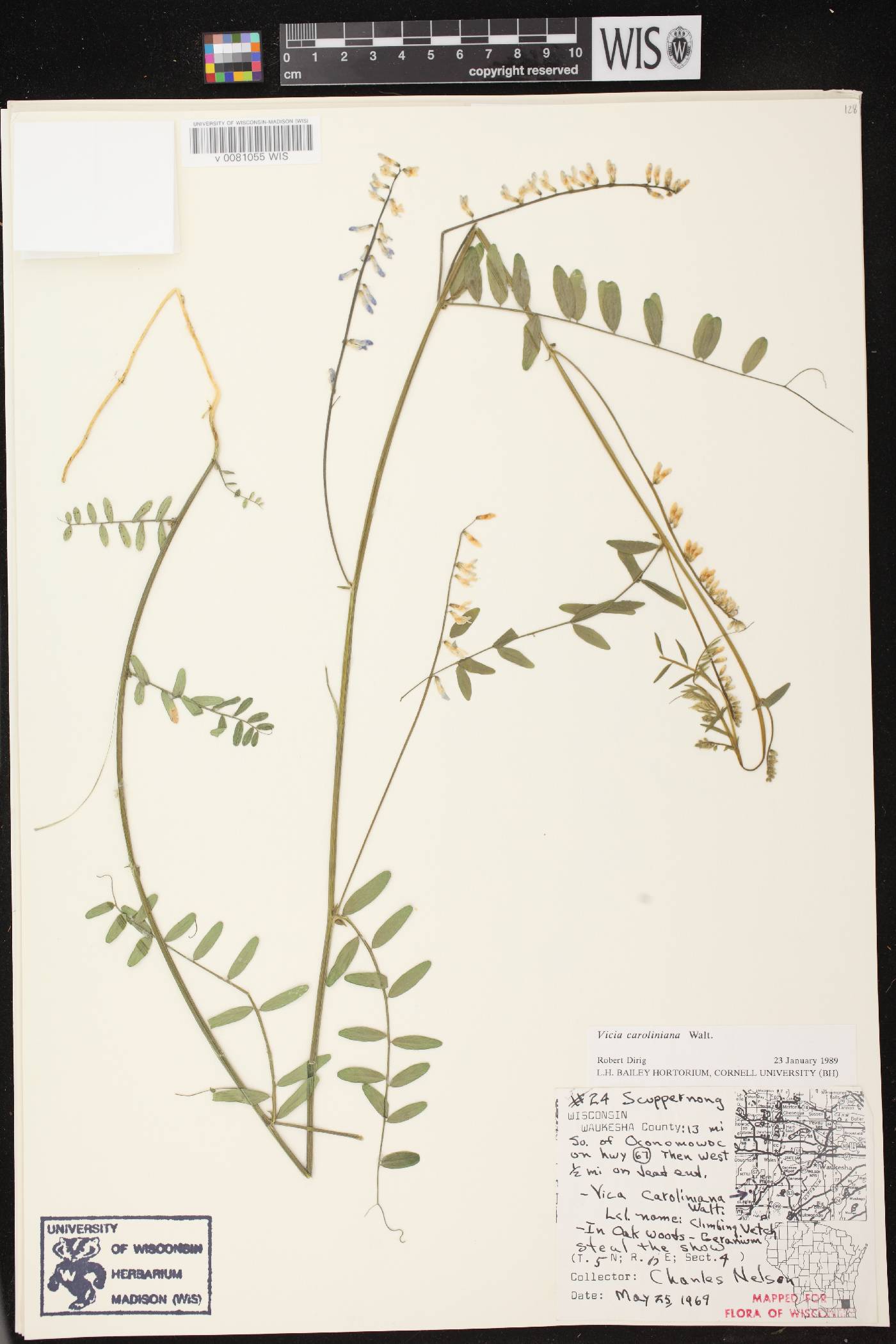 Vicia caroliniana image
