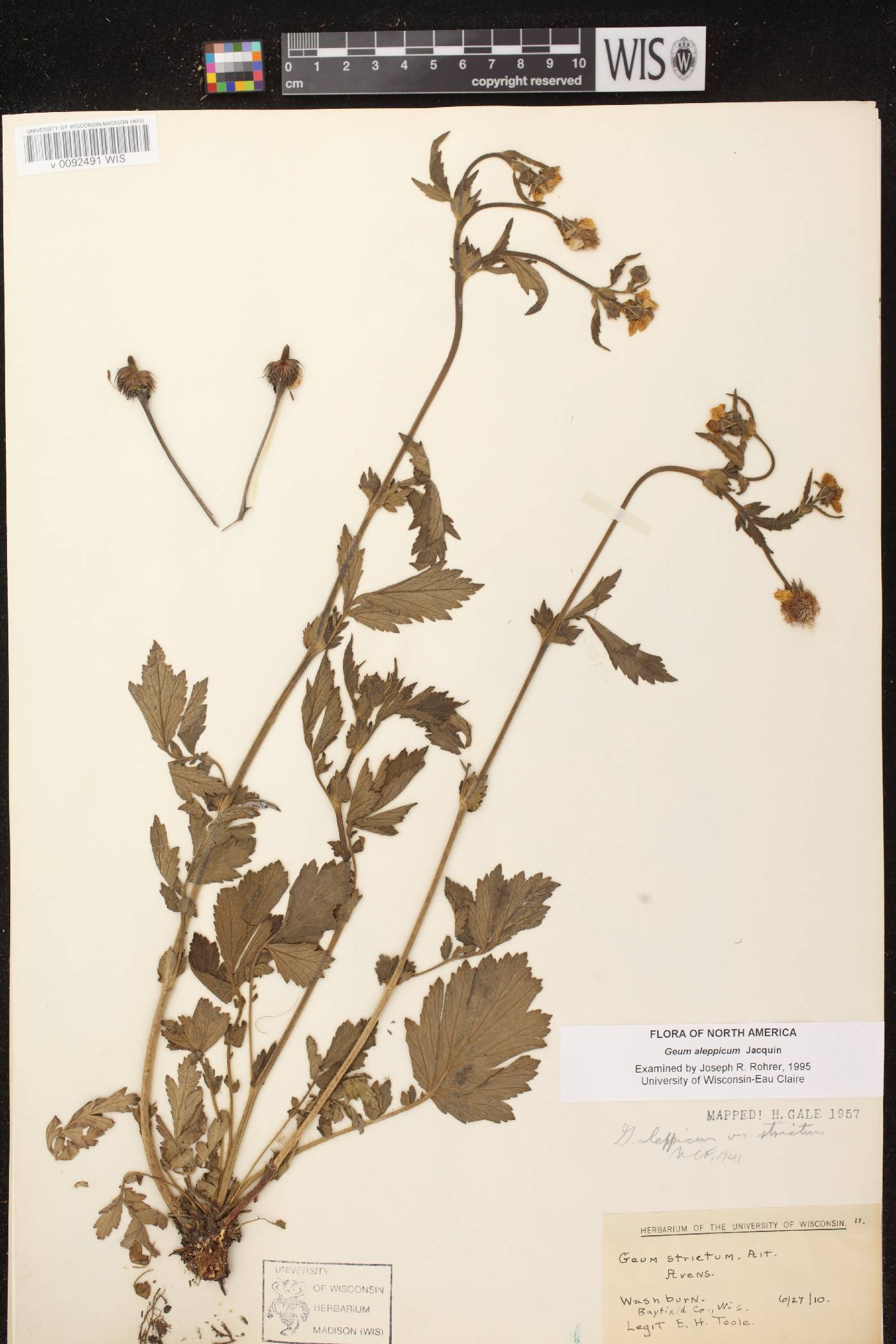 Geum aleppicum image