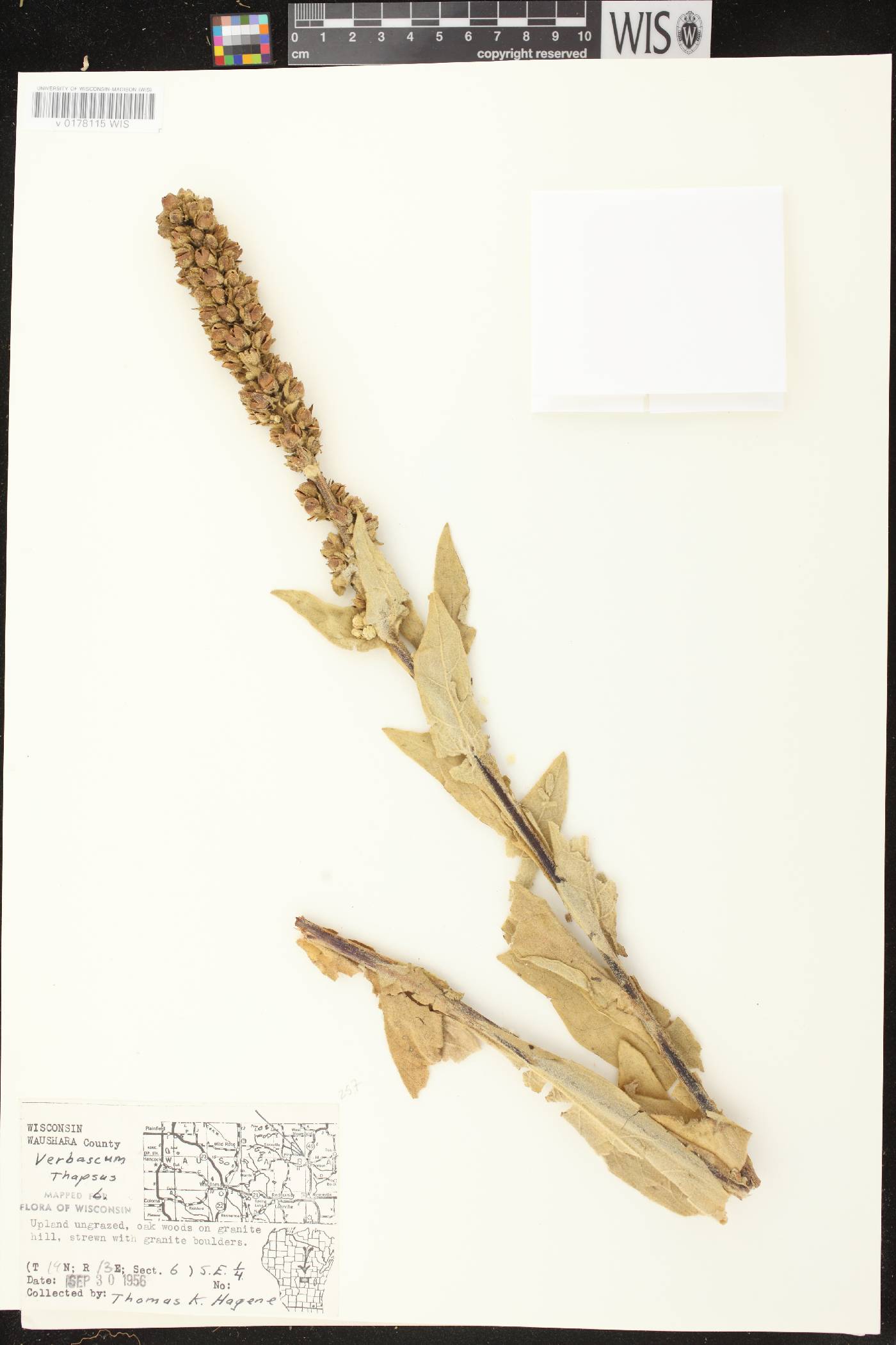 Verbascum thapsus image